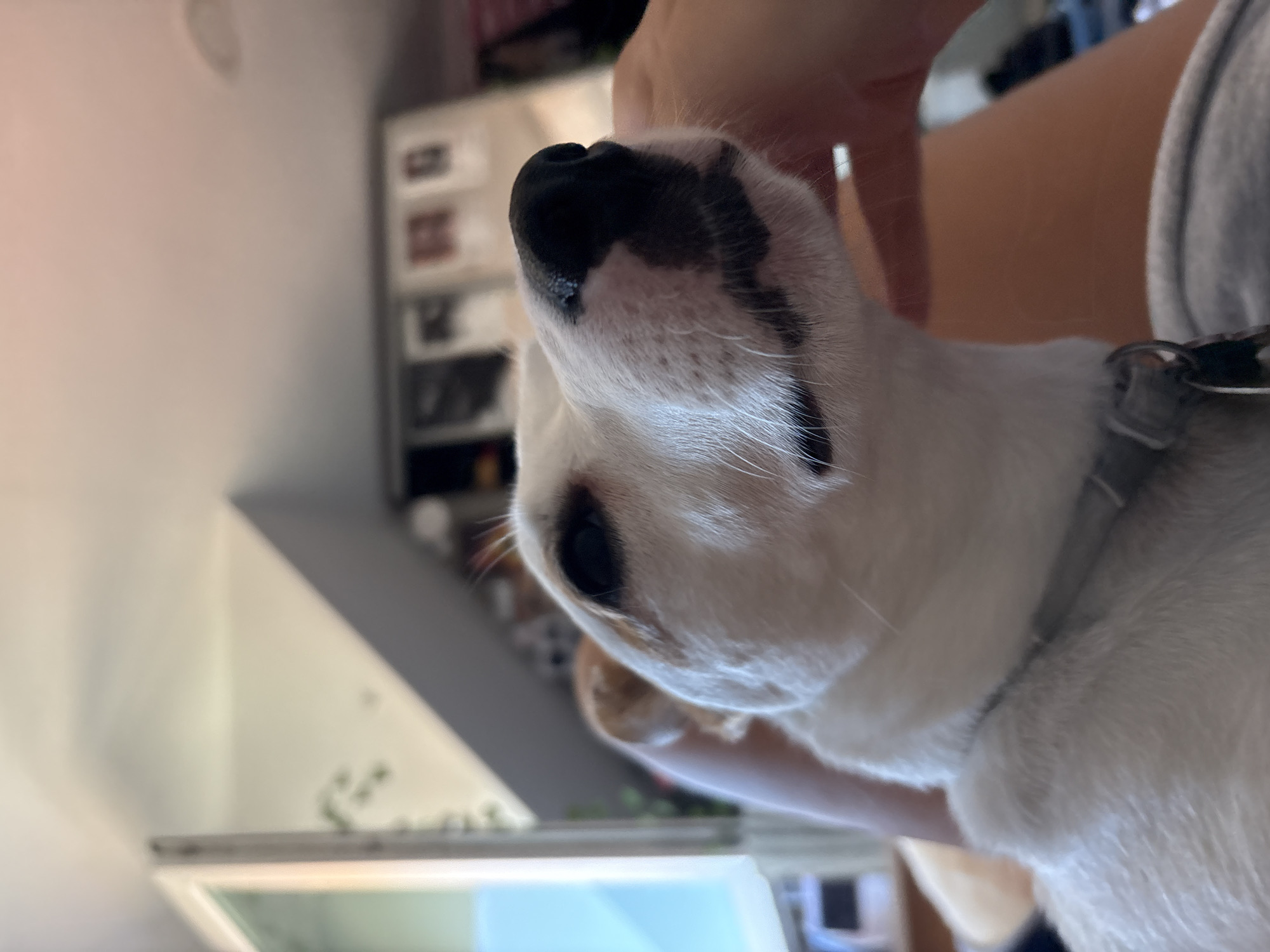 Jack Russell Terrier getting pampered on a cozy indoor lap