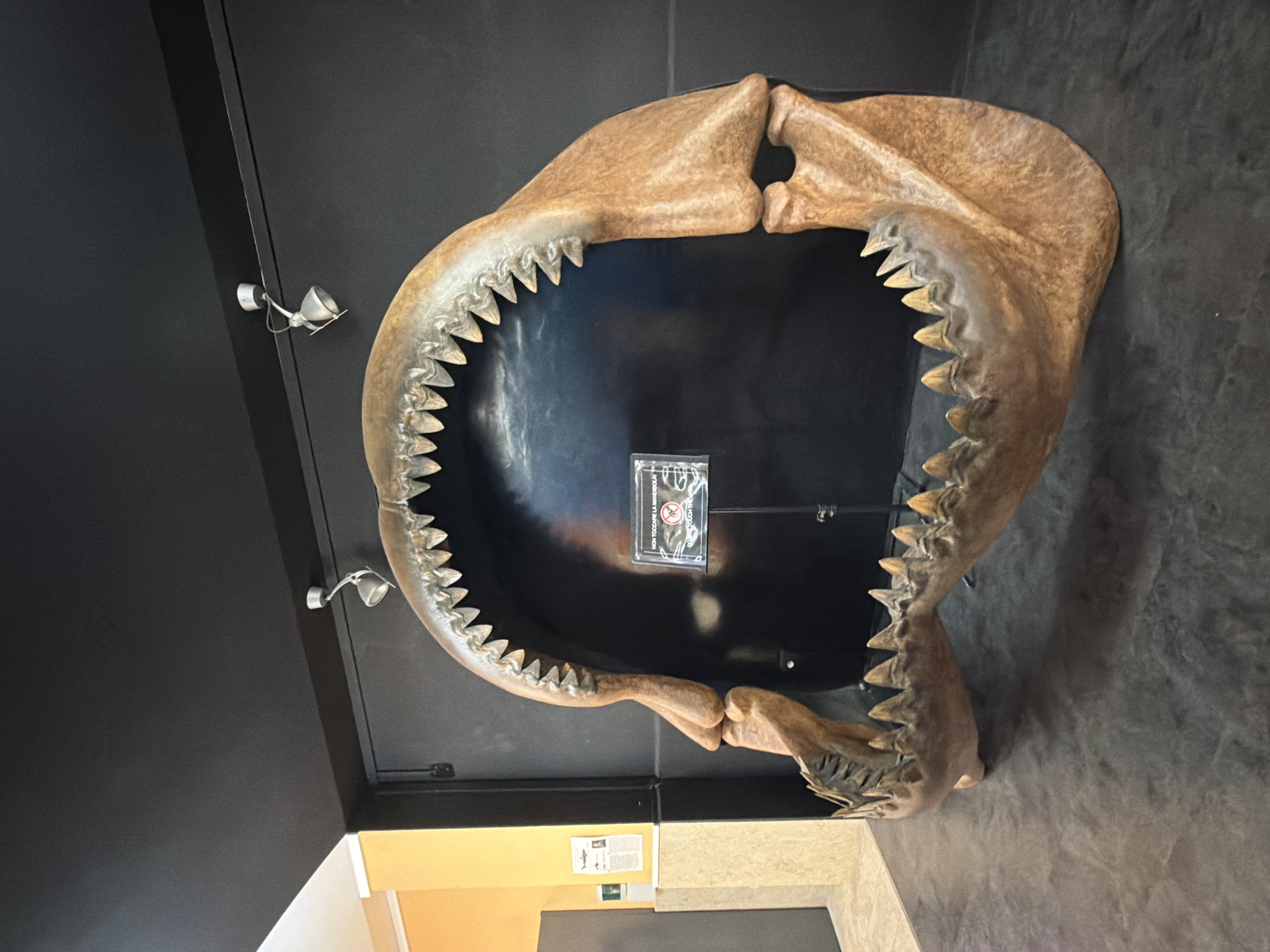 Inside Palermo's natural history museum, fossils to prehistoric life