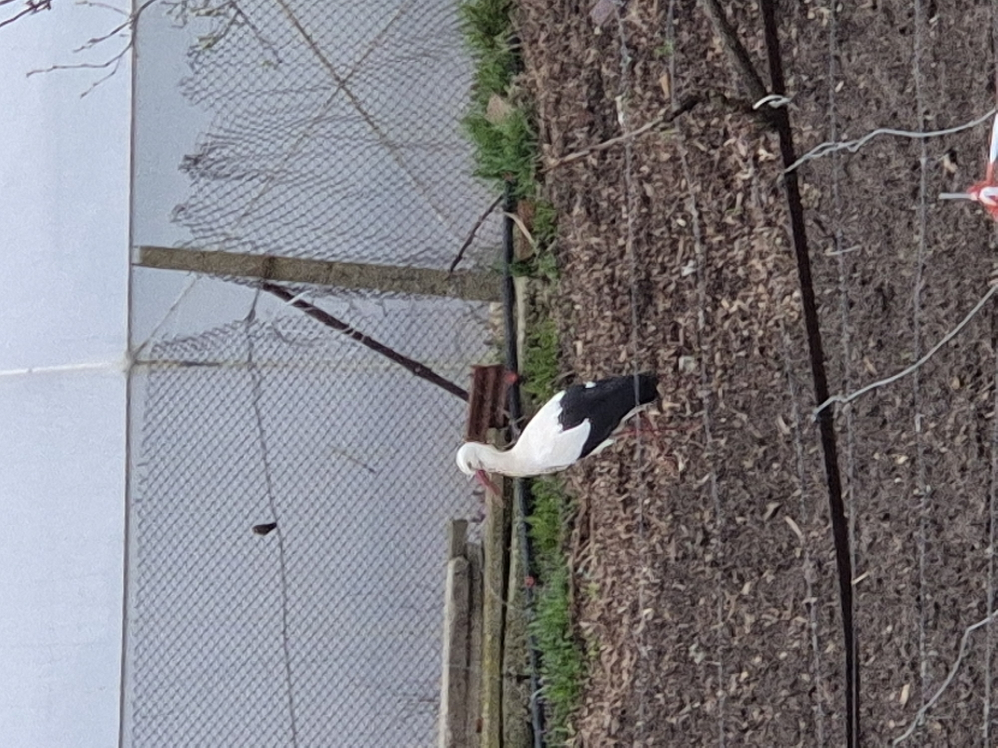 White stork spotted in garden near Mechkarevo, Bulgaria
