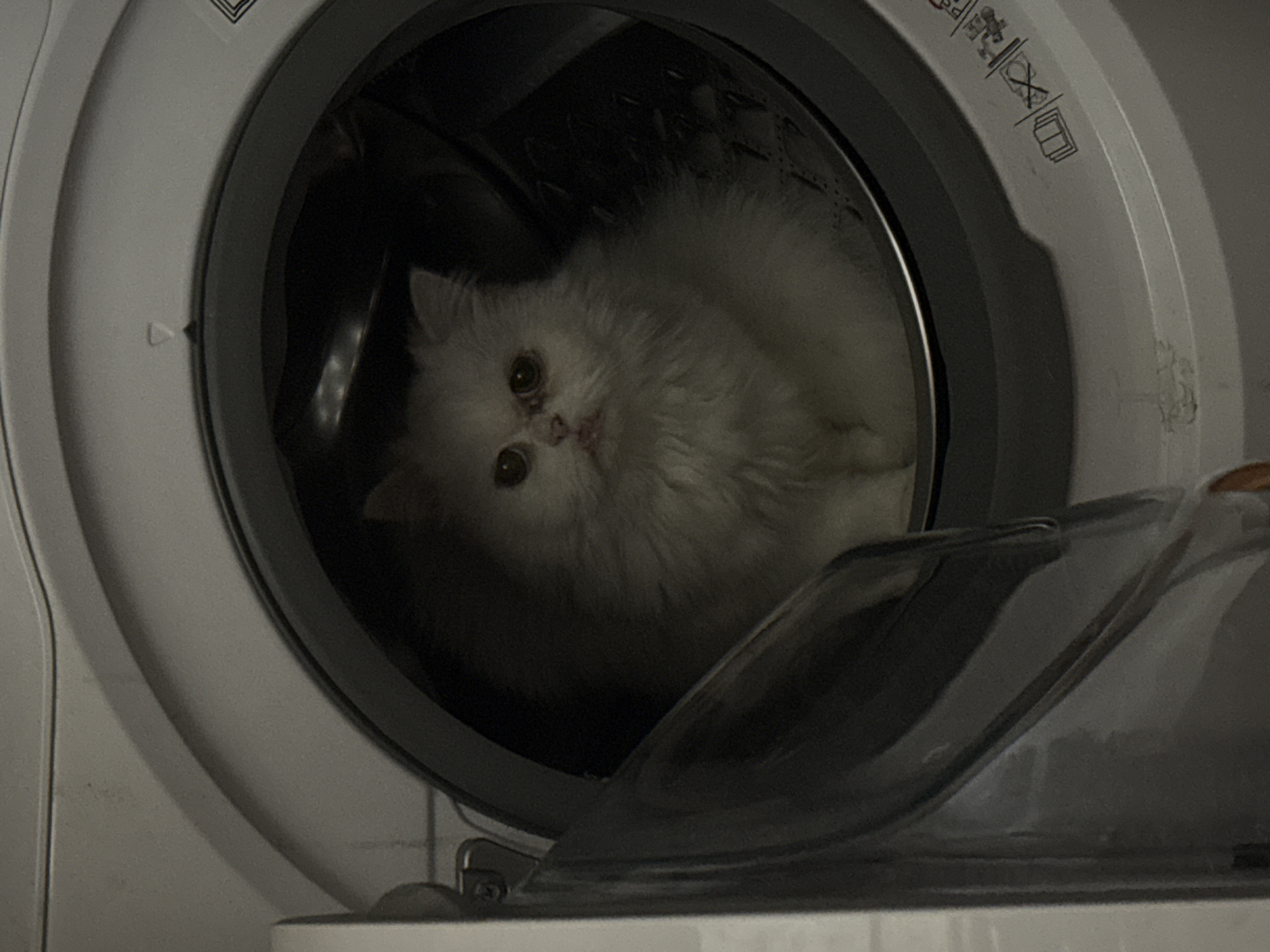 White Persian cat photographed relaxing indoors in Burgas