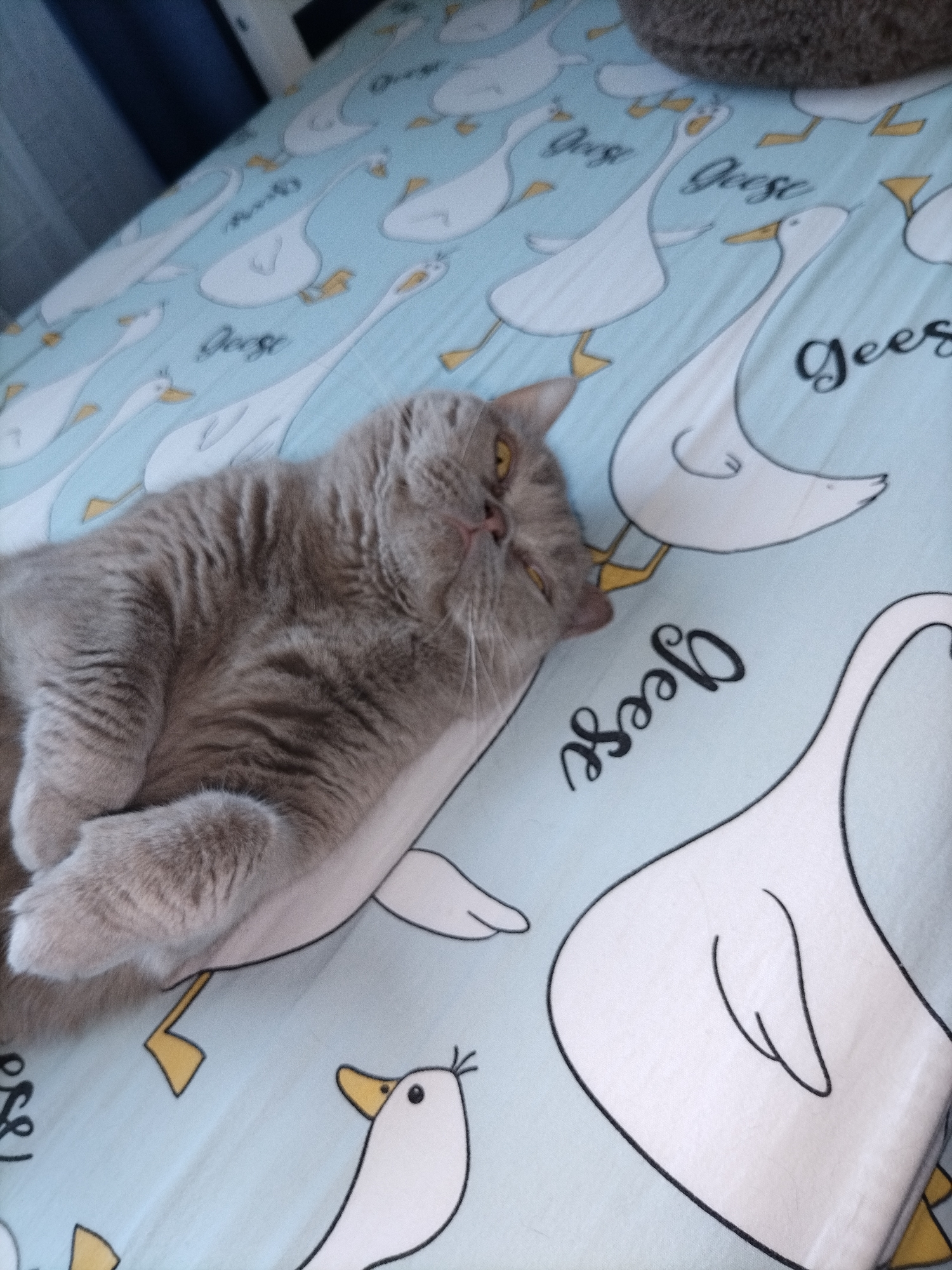 Domestic cats observed in routine household activities over morning hours