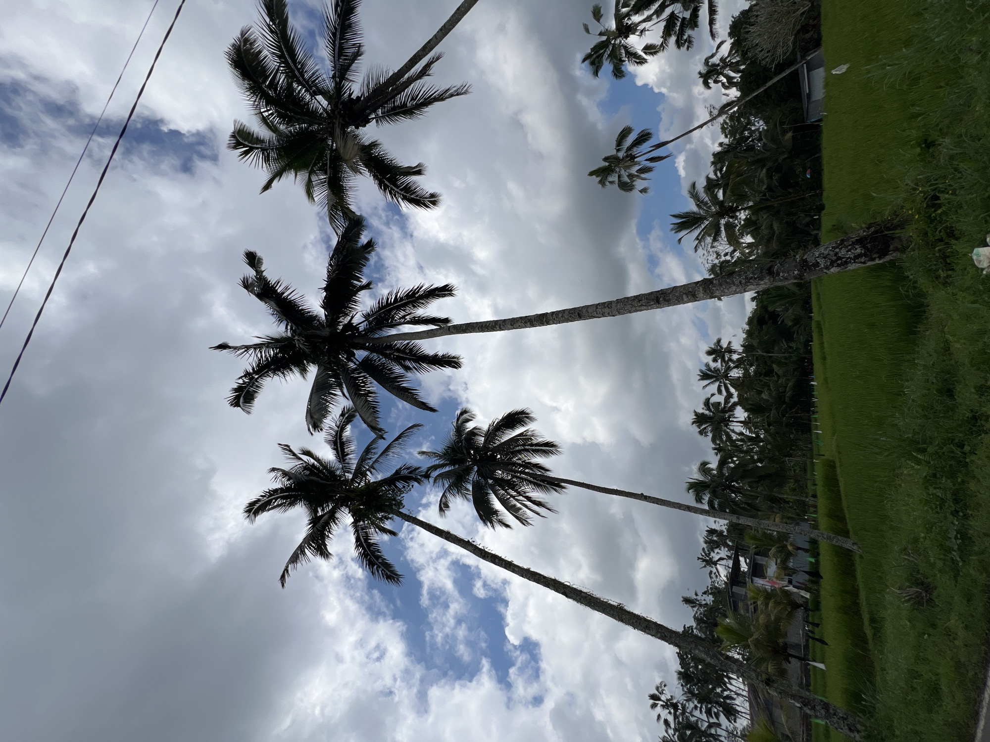 Morning scenes captured in Tegallalang rice paddies and palm groves
