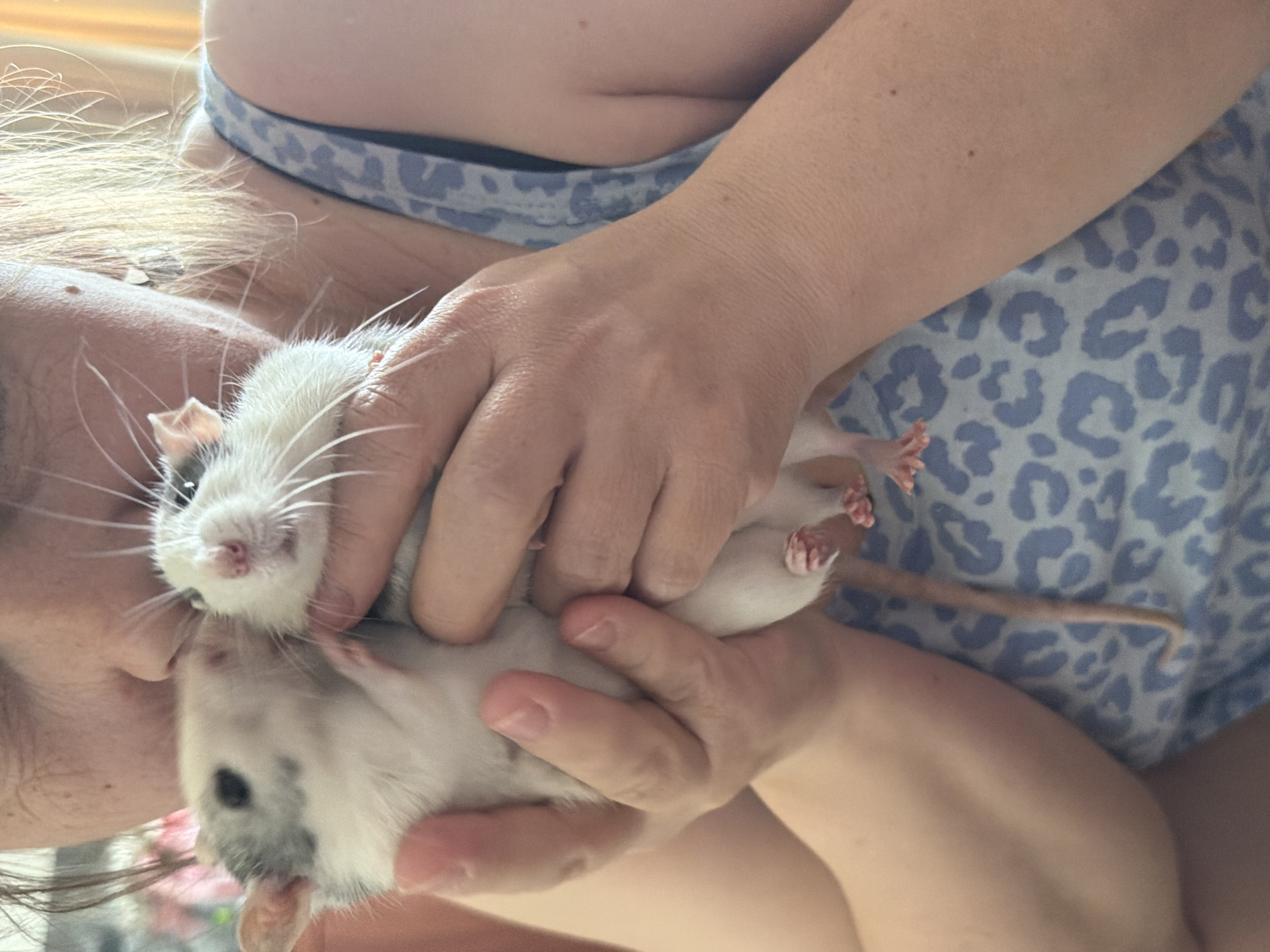 Woman documents morning with pets and shopping in Chaikovsky