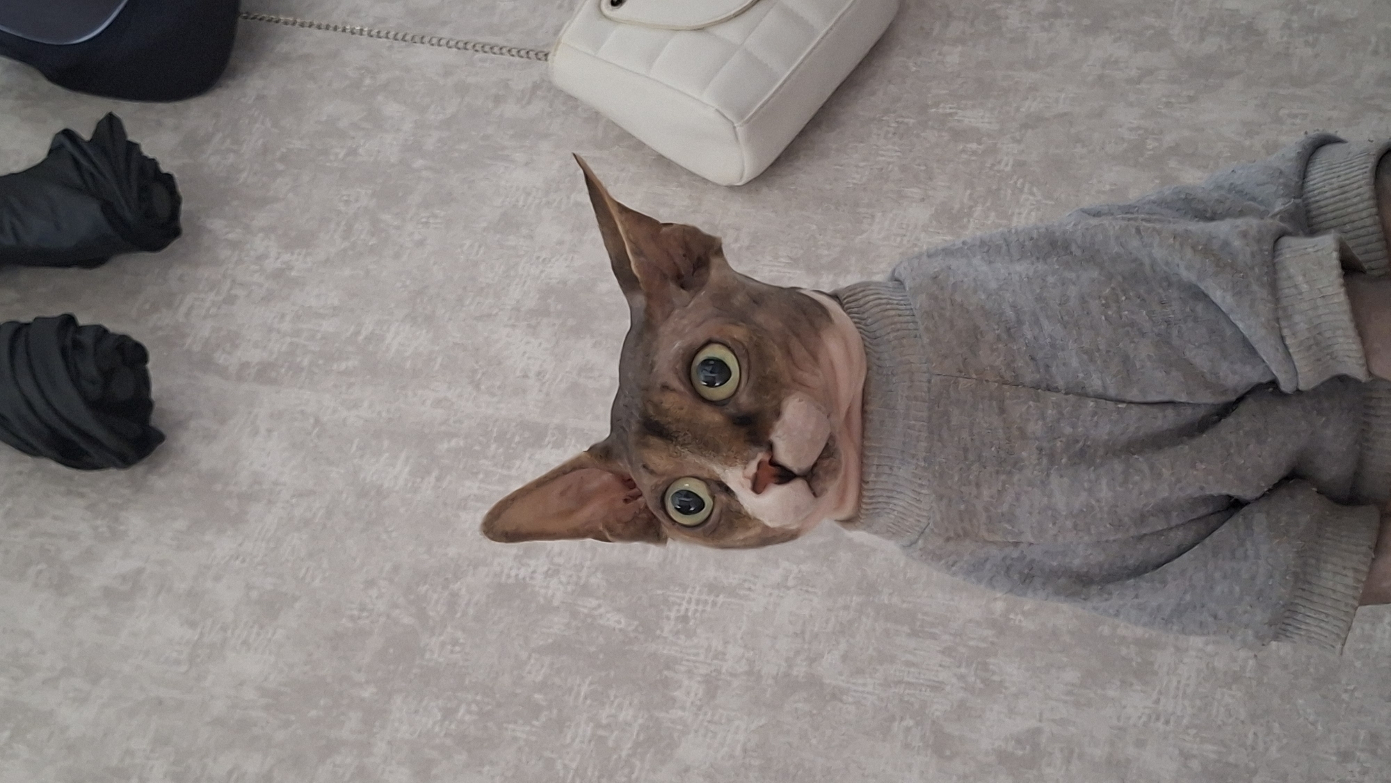 Sphynx cat in a sweater and mirror selfies, Myadzyel