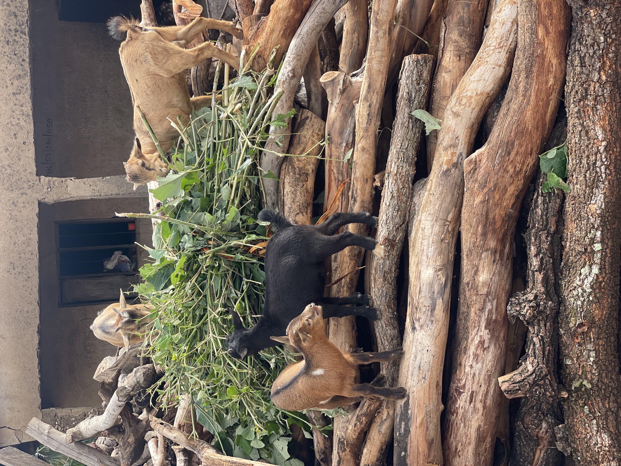 Man chops wood while goats rest on log pile in Akwanga