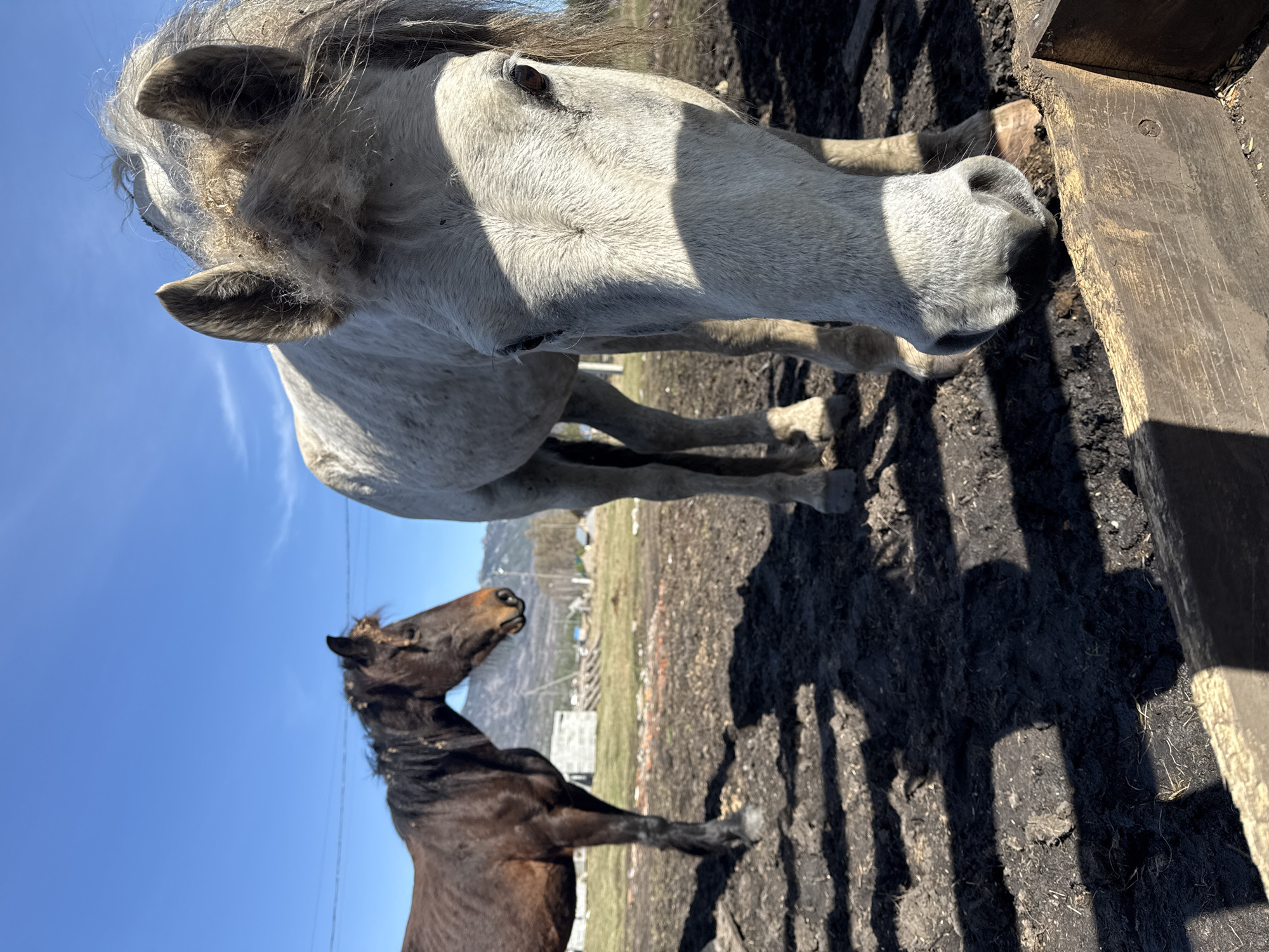 Rural animals observed in Tyulyuk, Russia morning scenes