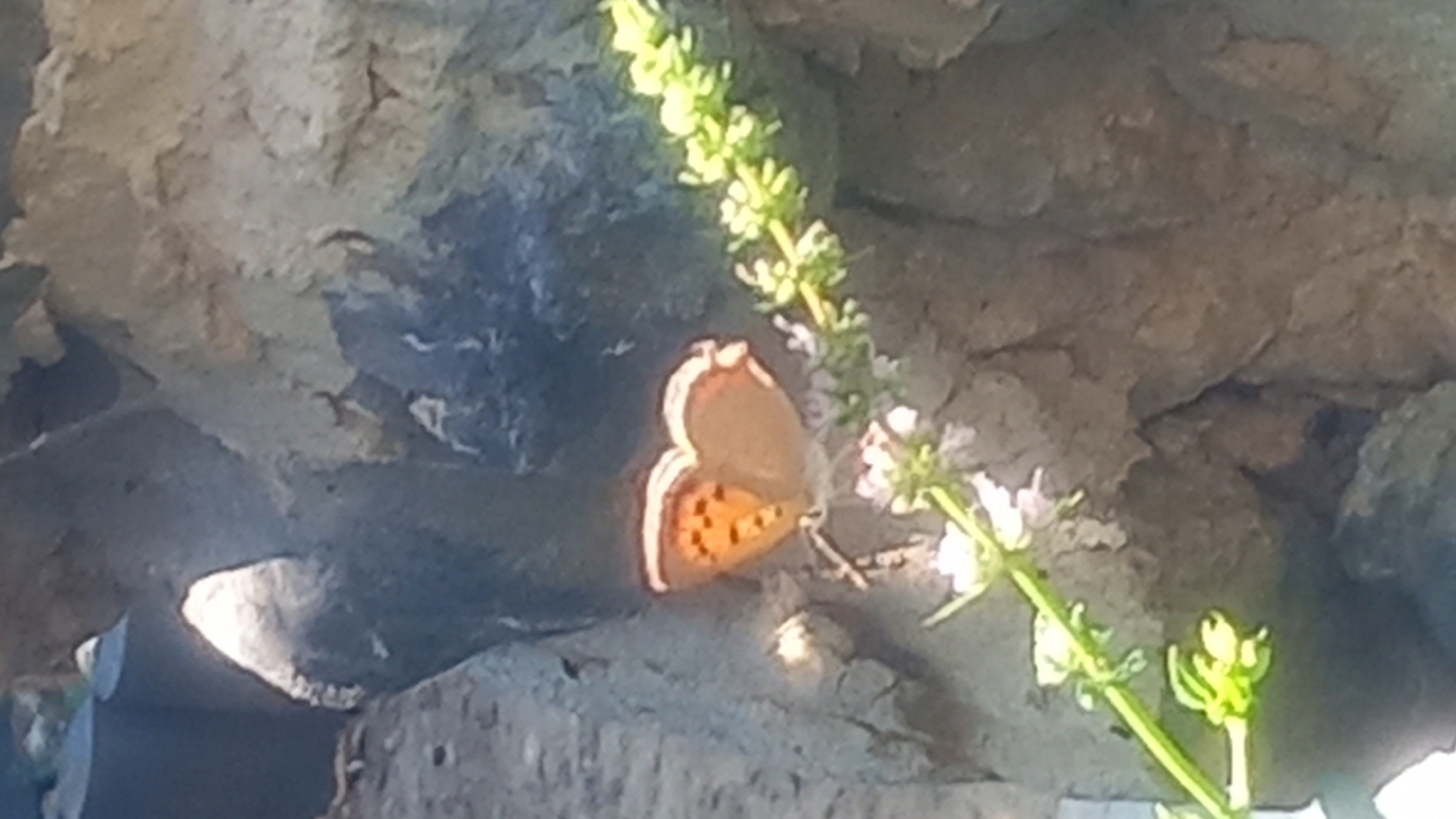 Butterflies, blooms, and a tabby cat in a Greek garden