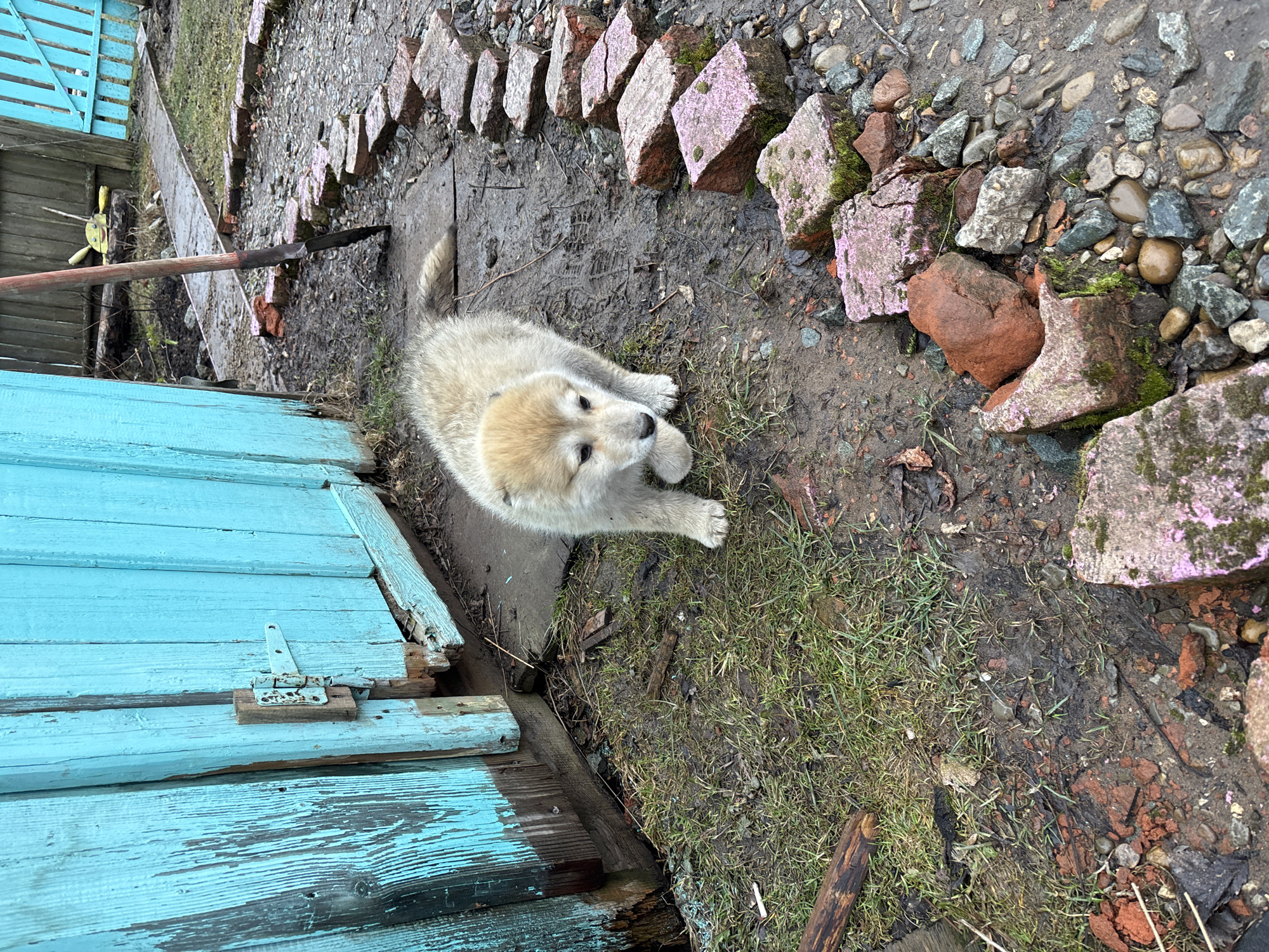 Morning animal encounters documented in rural Russian village
