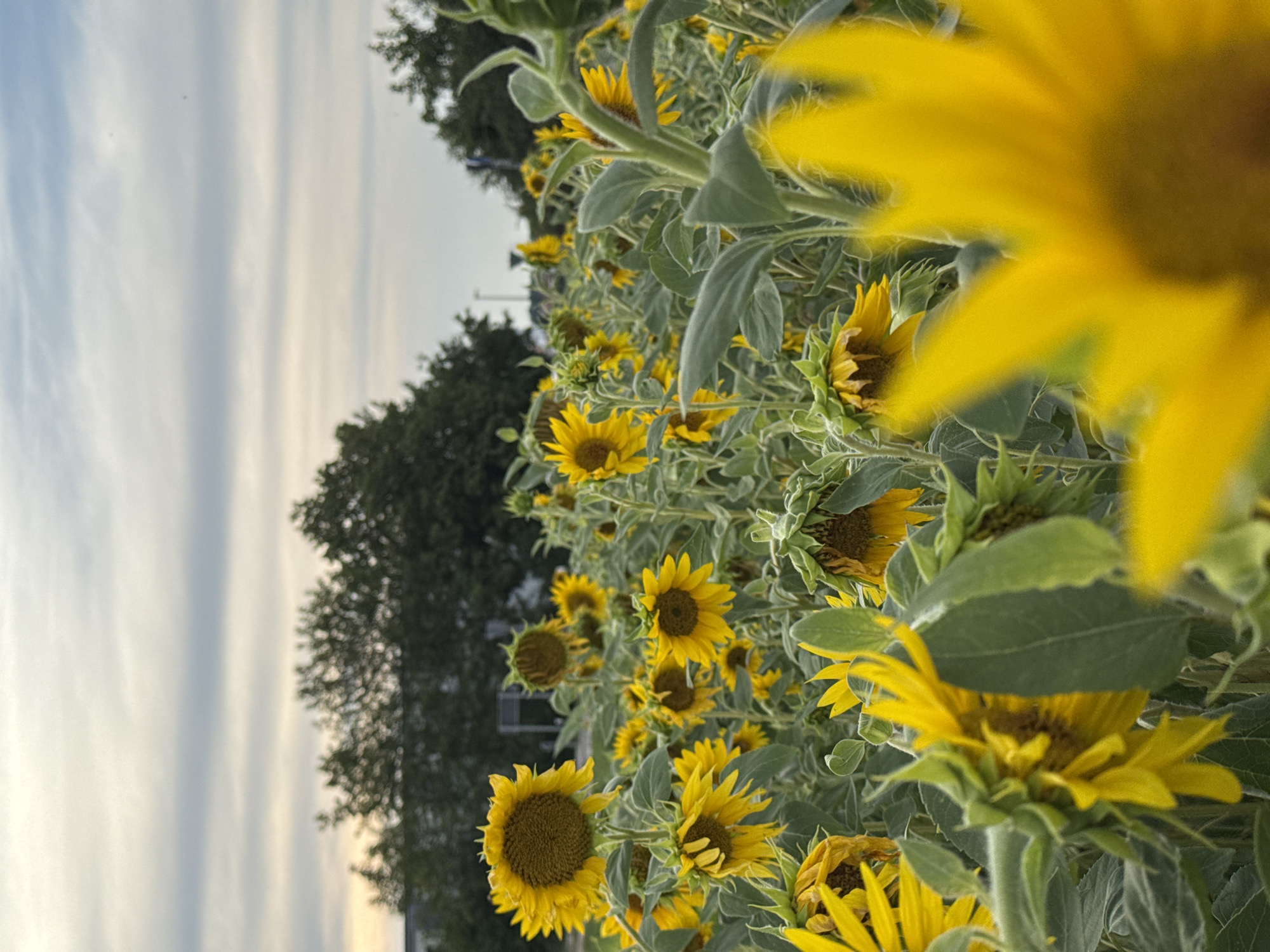 Sunflowers, bees, and a small Bavarian town in July