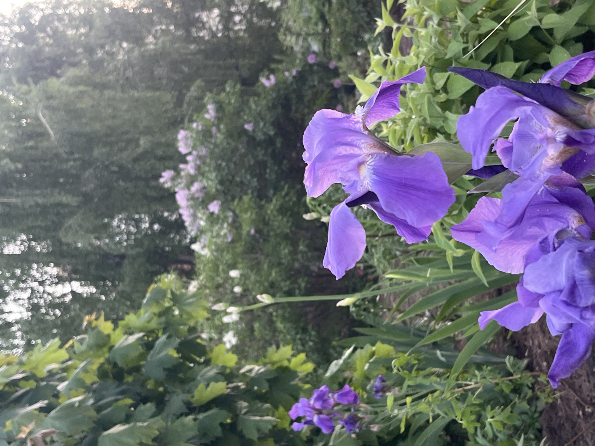 Spring Purple Blooms Documented in Chaikovsky Garden