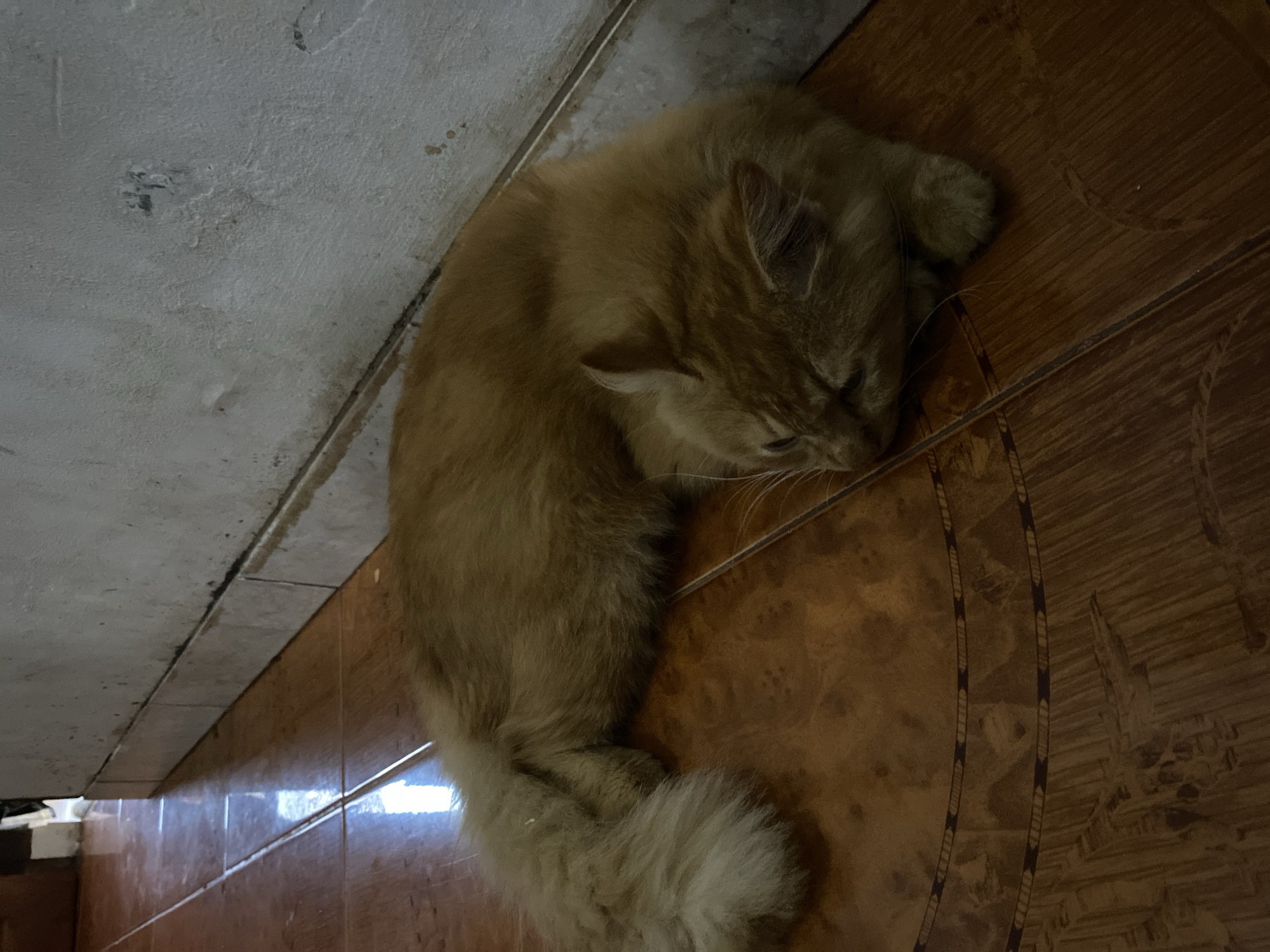 Mew the orange tabby cat, a morning in Depok