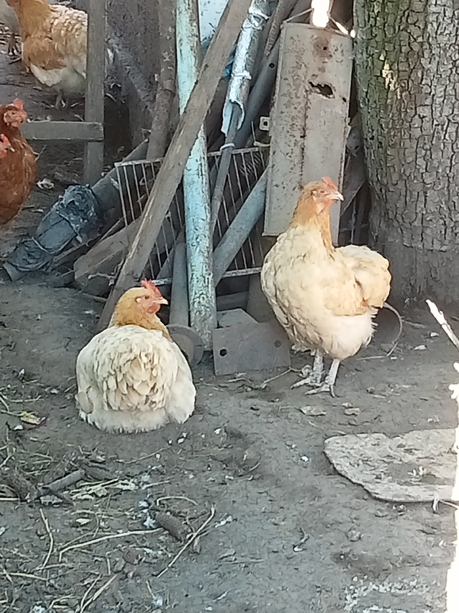 Folk art, farm animals, and a grain field at a rustic homestead