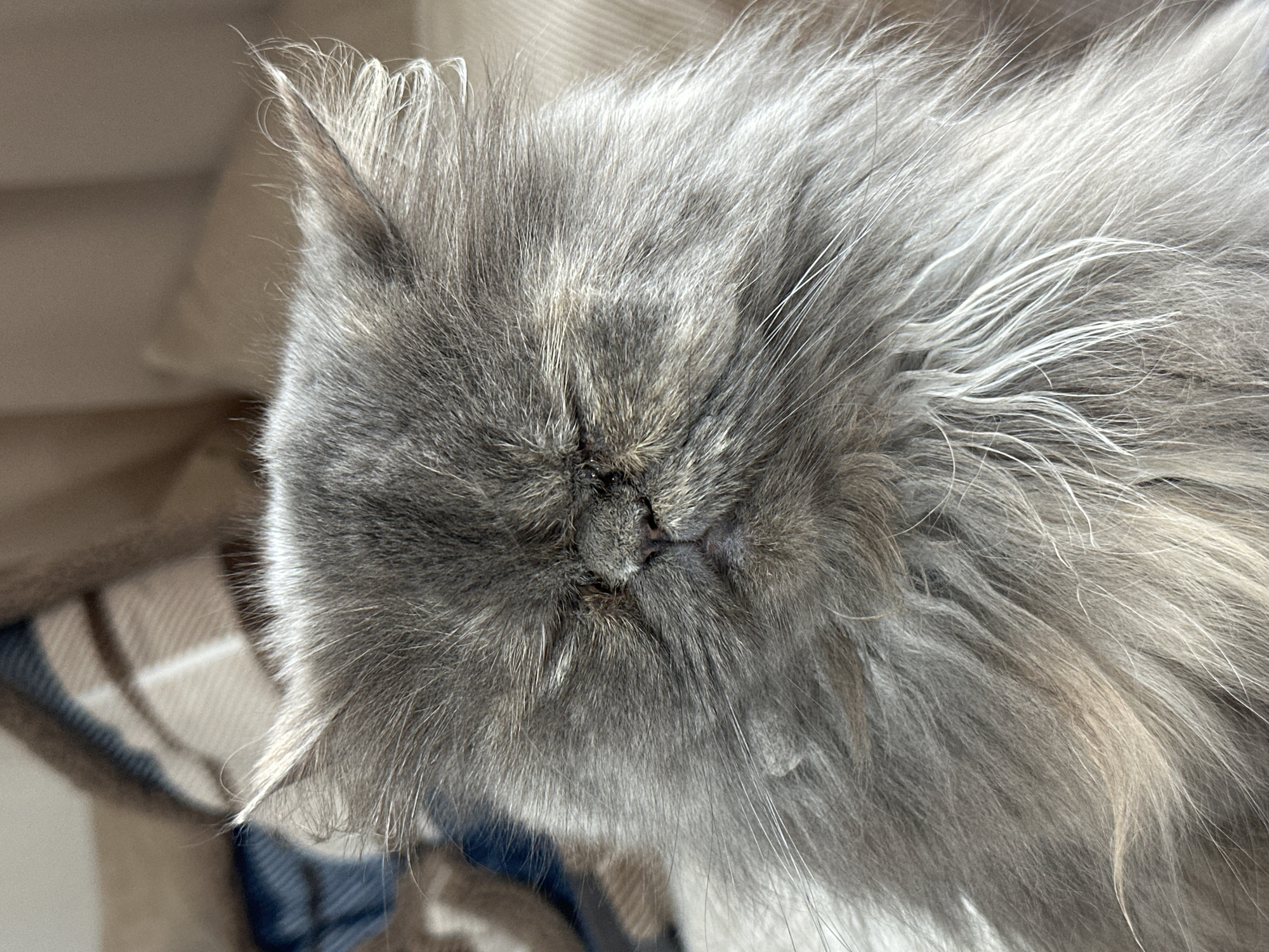Grey Persian cat photographed resting in boxes in Burgas