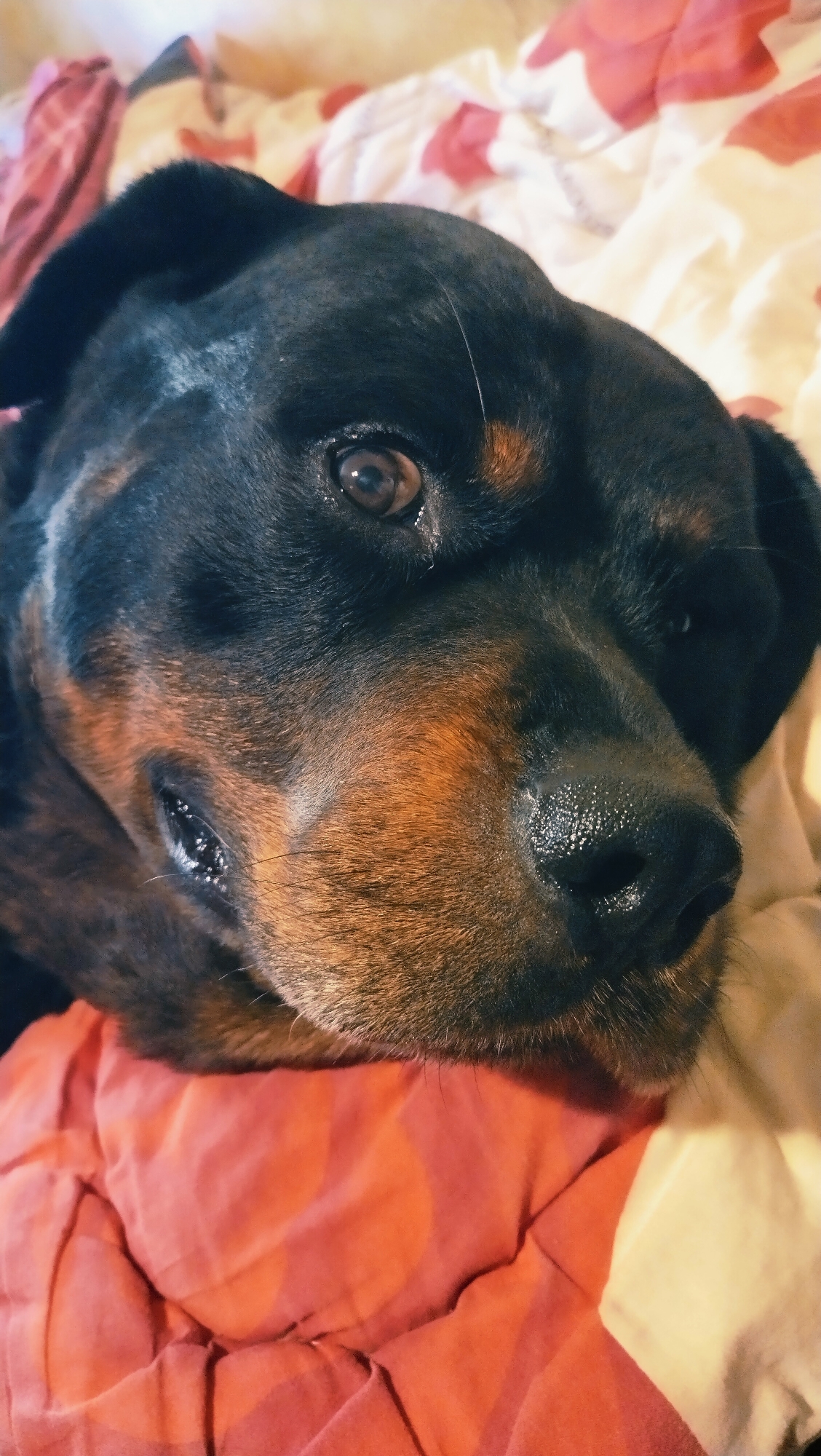 Rottweiler's afternoon out in Horishni Plavni, Ukraine