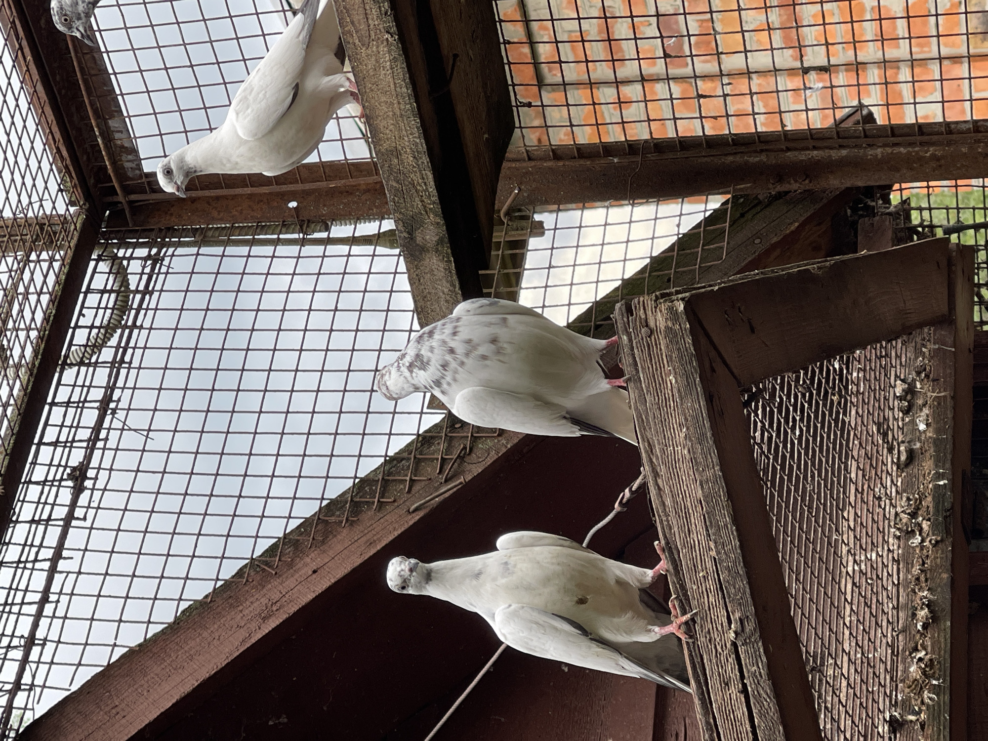 Overcast garden day: pigeons, rain-soaked leaves, and quiet corners