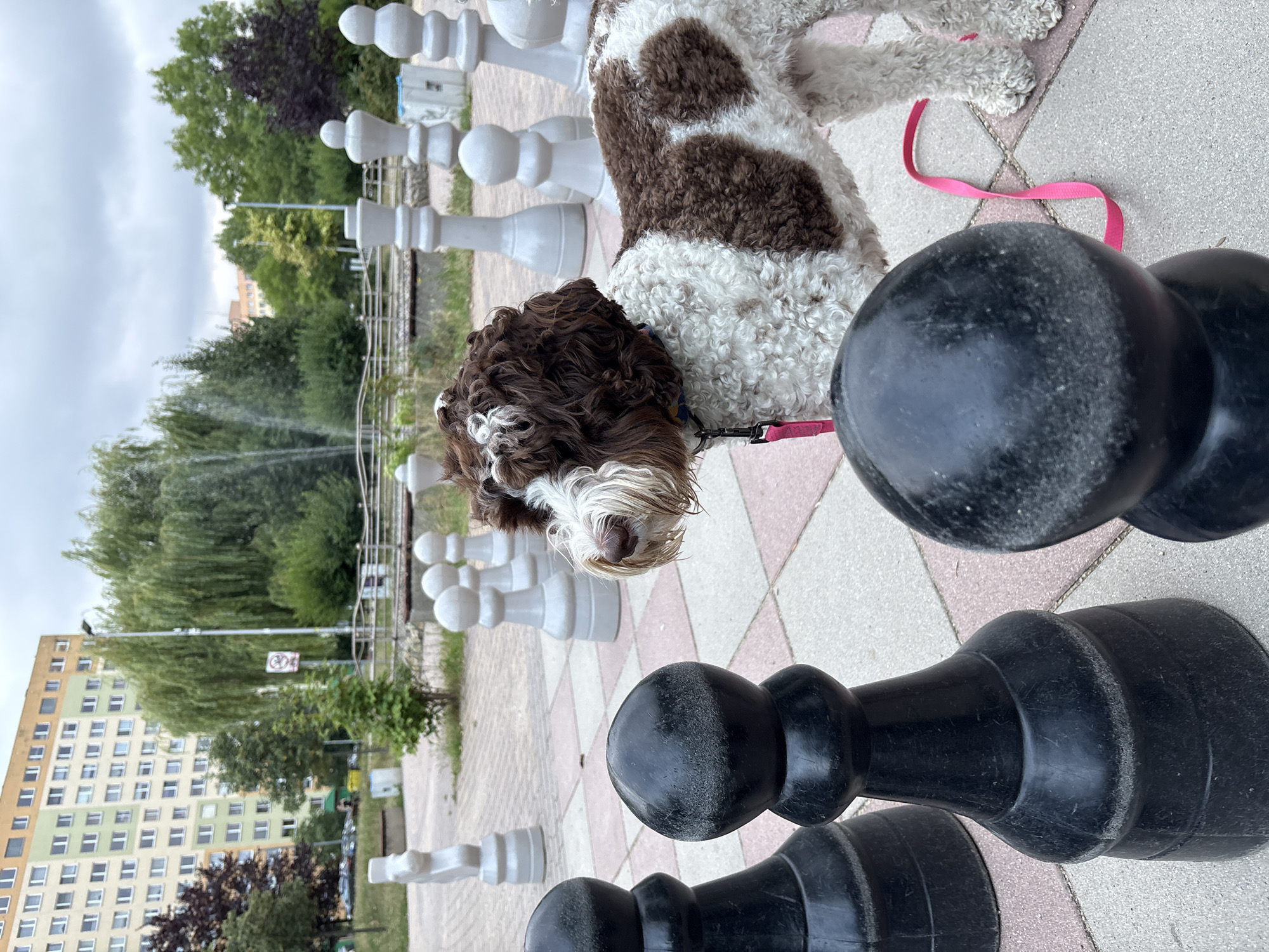 Curly dog among giant chess pawns on Wrocław pavement
