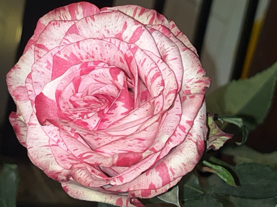 Valentine's rose and gift captured in Sofia apartment