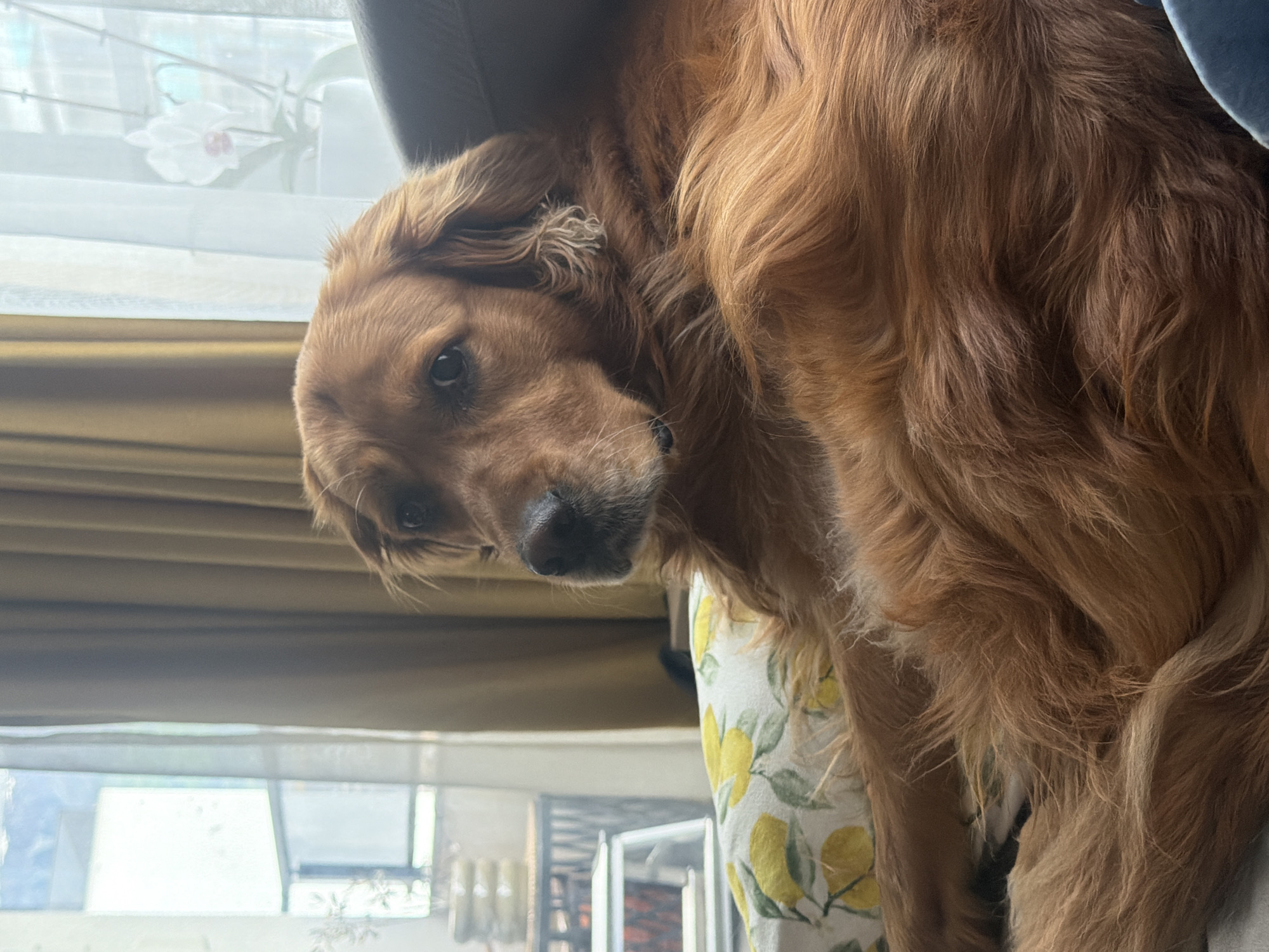 Golden retriever photographed lounging amid lemon-patterned home textiles
