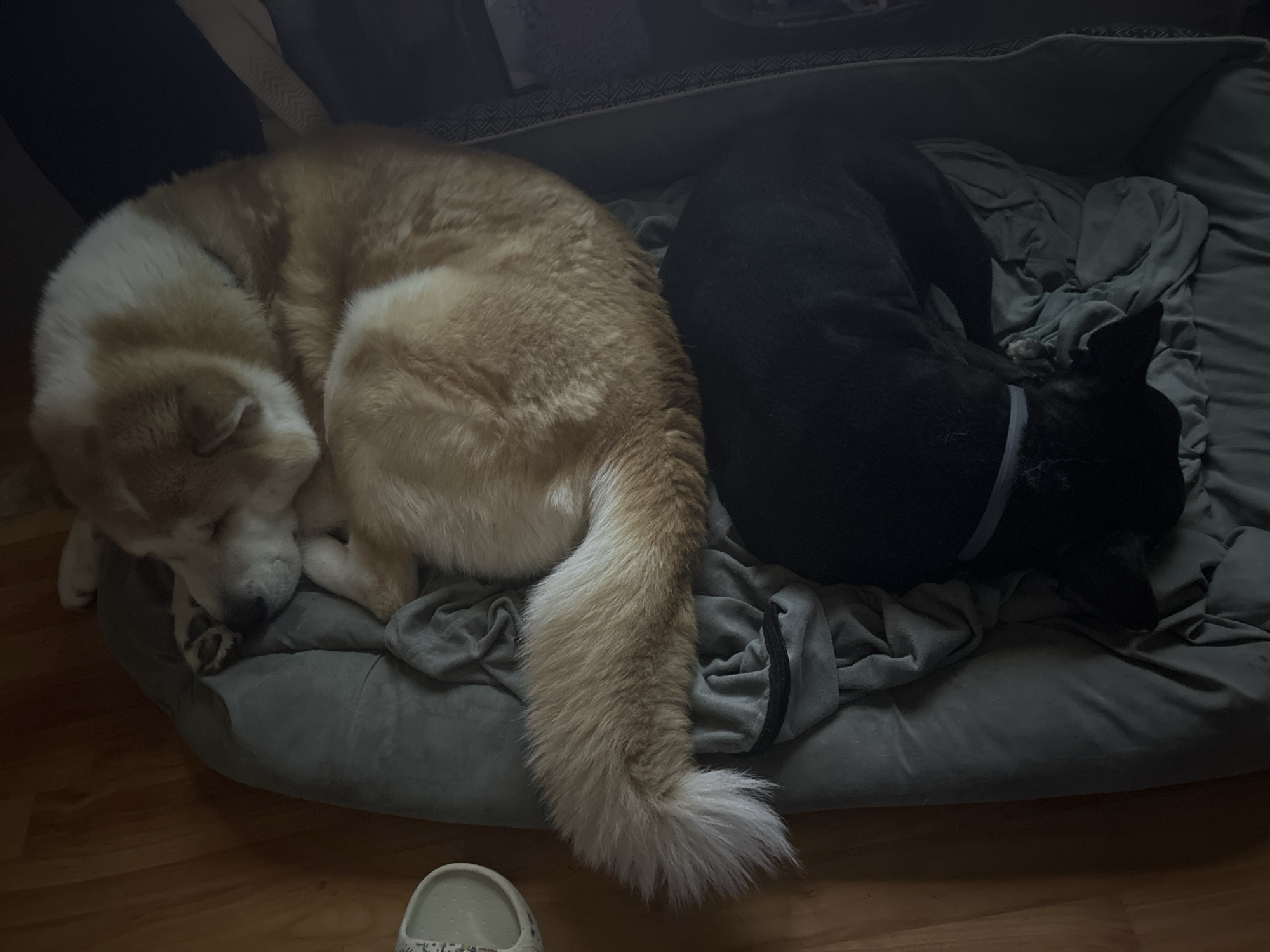 Two dogs sleep together in shared bed in Sofia