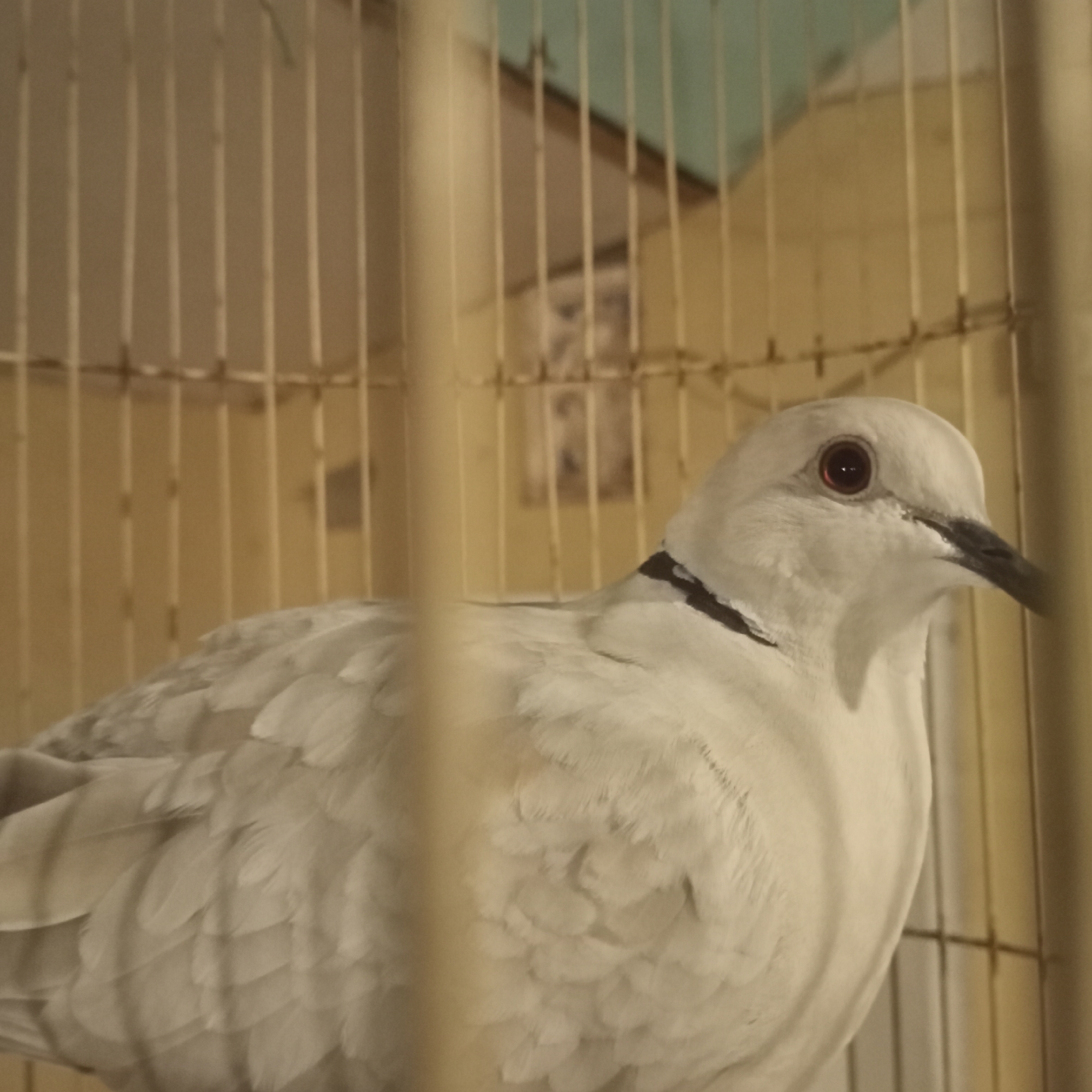 Caged doves, a perched chicken, and cats in rural Indonesia