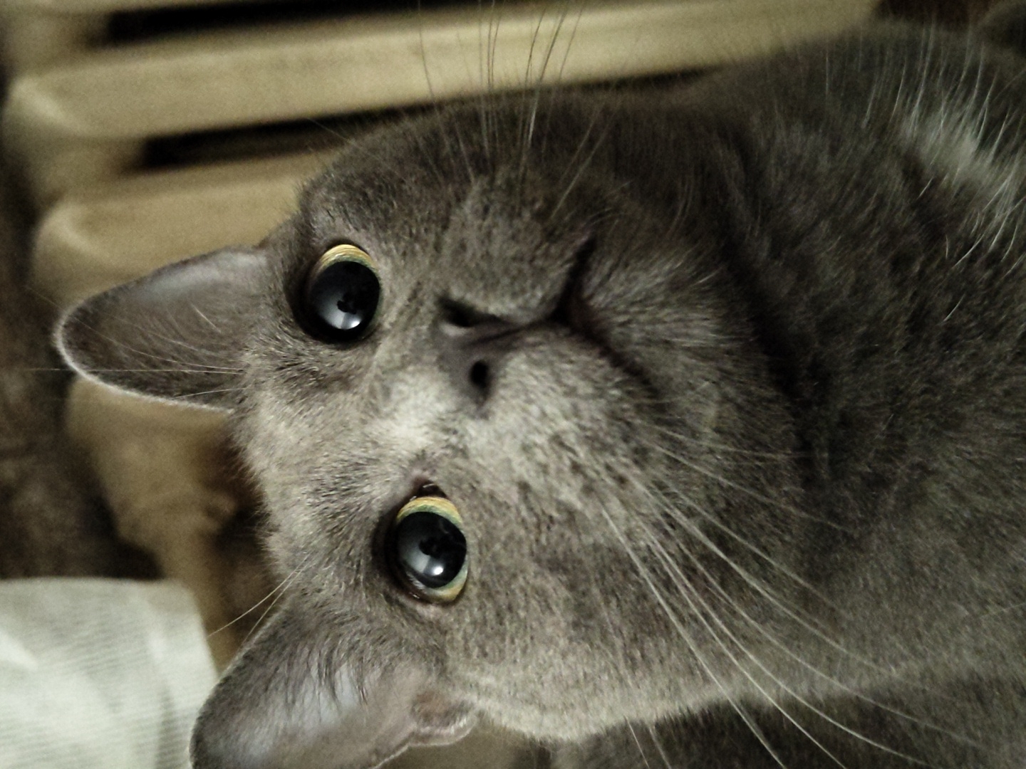 Grey tabby cat photo session with geraniums and tree