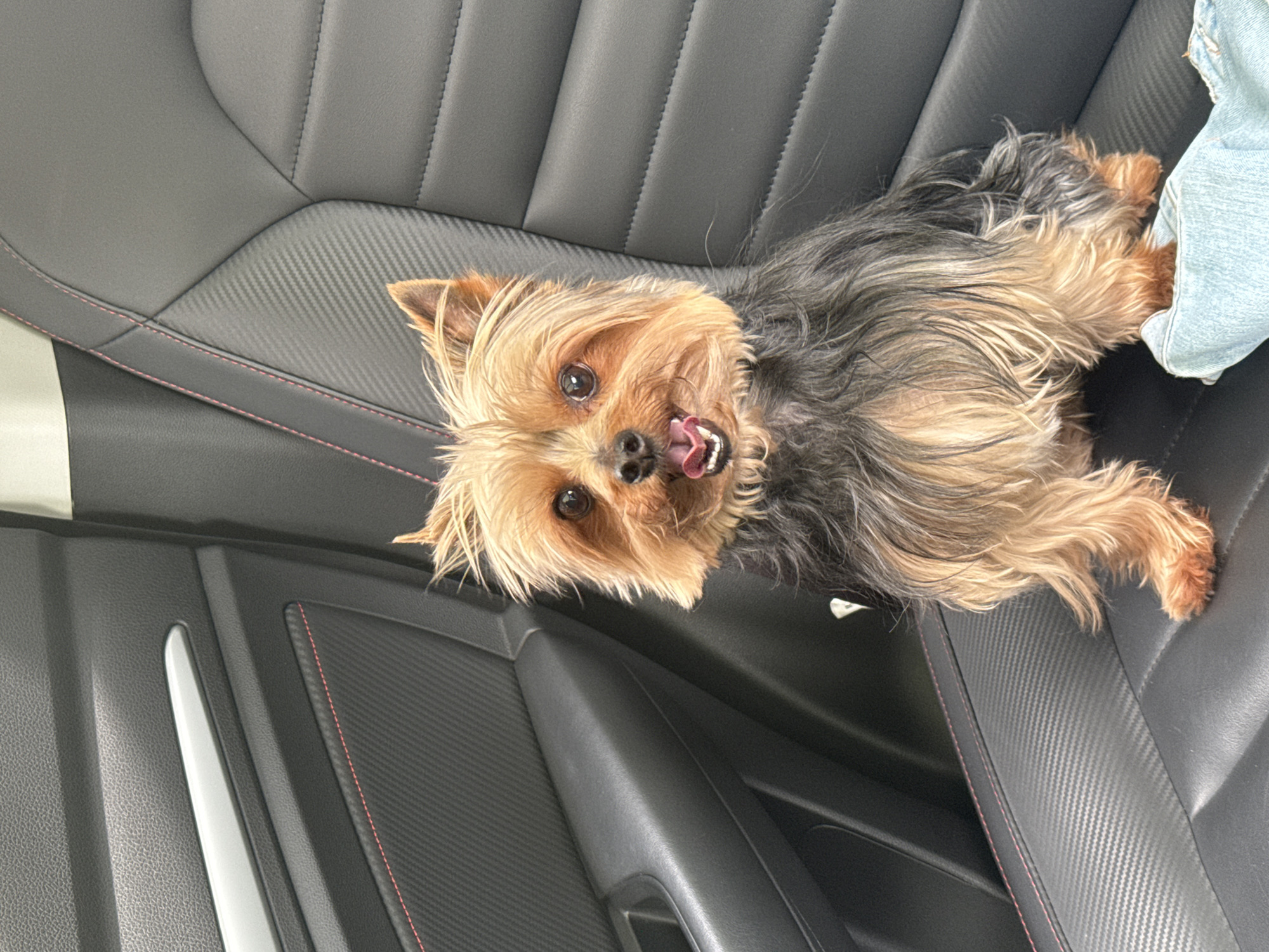 Yorkshire terrier spotted in car backseat in Cholula, Mexico