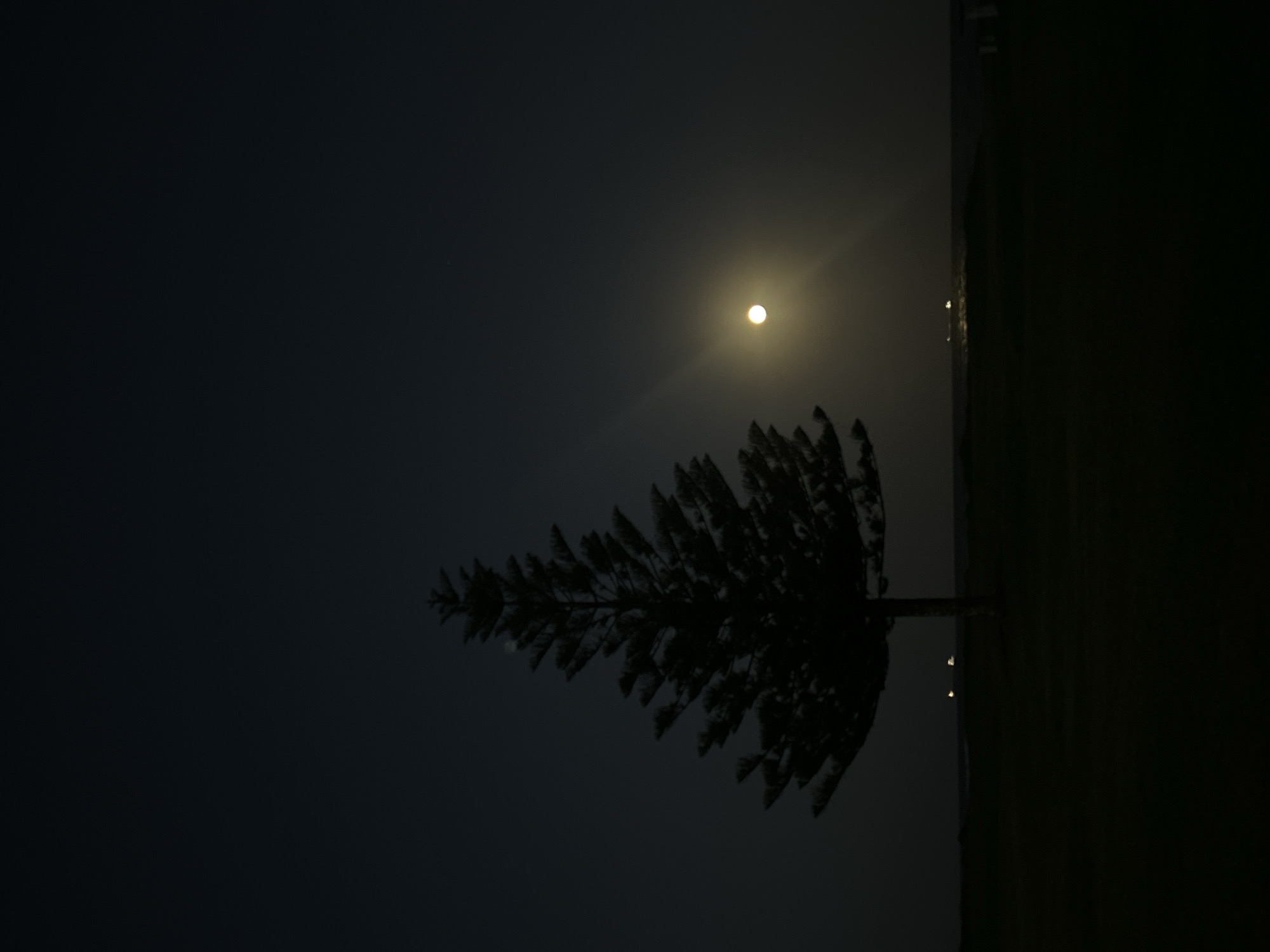 Moonlit tree silhouette captured in Bulli, Australia