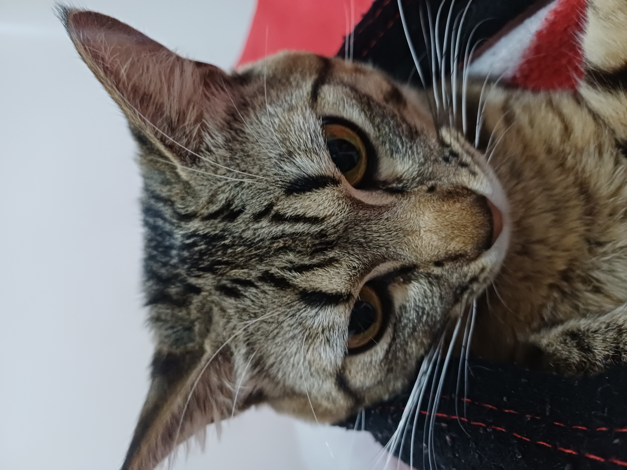 Early morning cat sightings documented across Curitiba neighborhoods