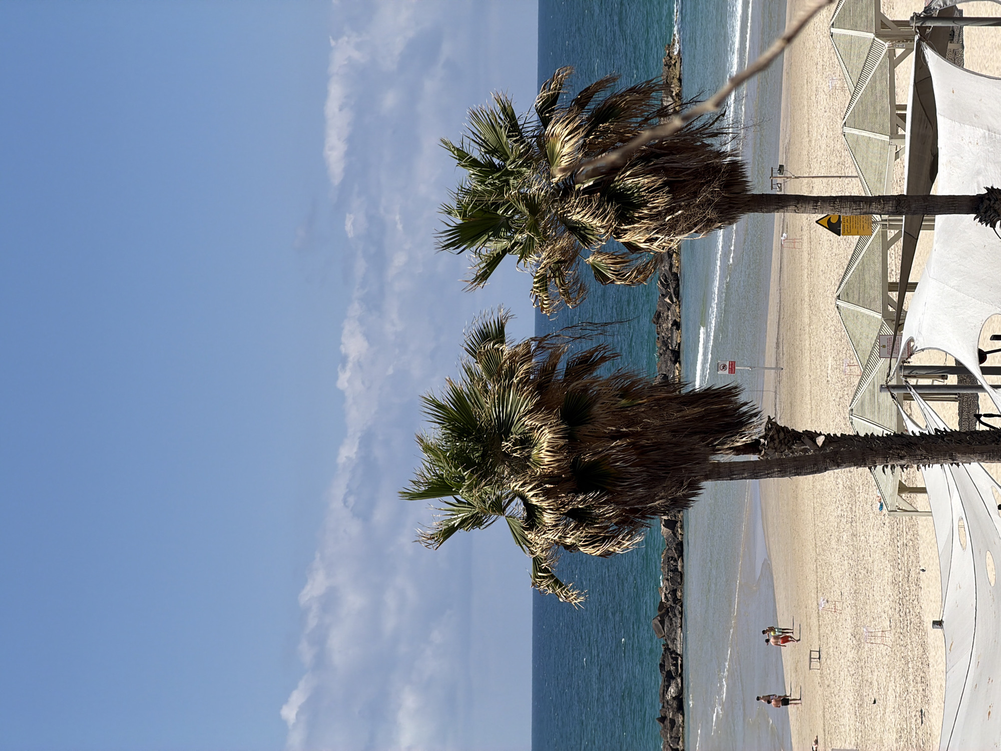Tel Aviv beach scene captured with palms and coastline