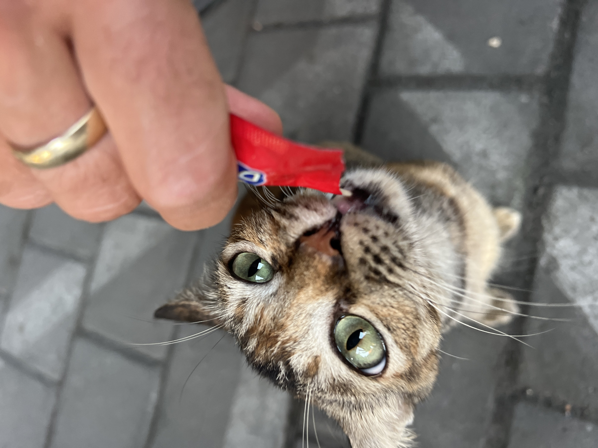Tabby cat enjoys treat paste from a red tube in Denpasar