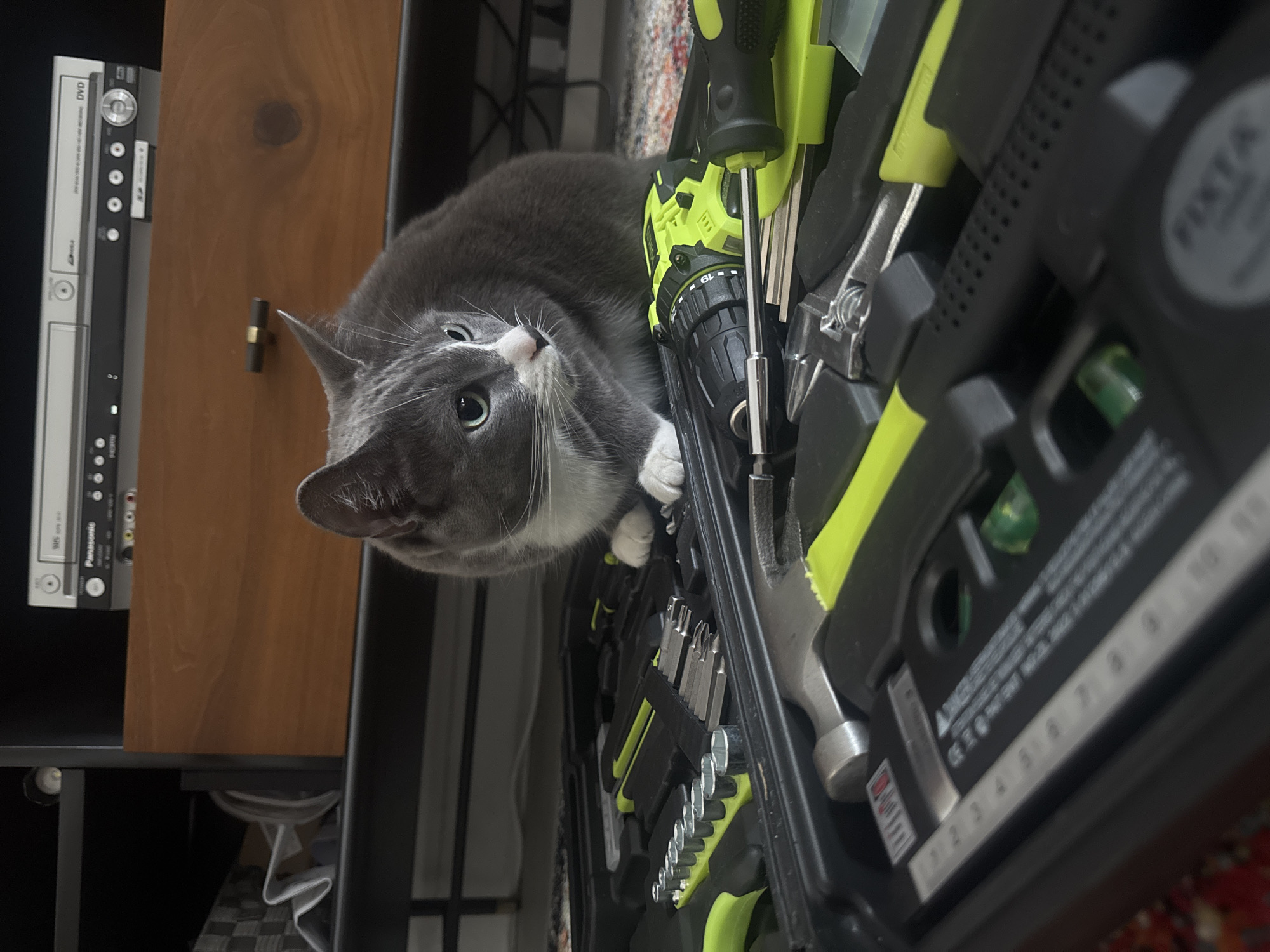 Cat thoroughly investigates an open toolbox in a NYC living room