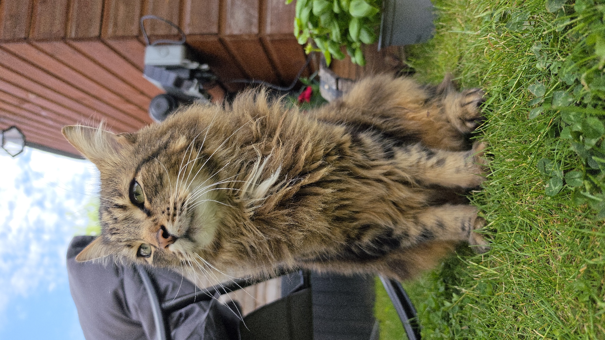 London family enjoys quiet morning moments with cat, child playing