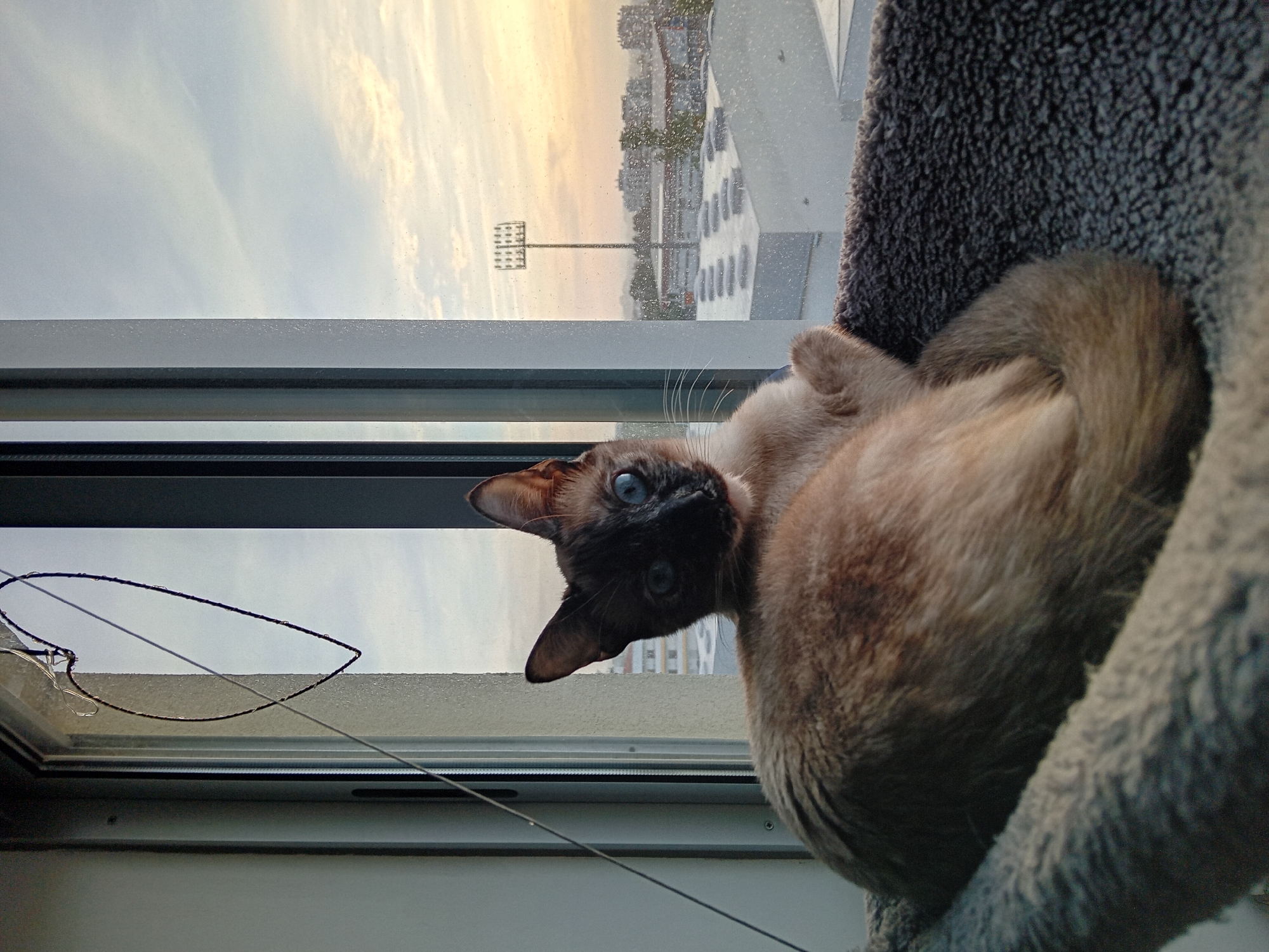 Cat resting by window during sunrise captured in multiple frames