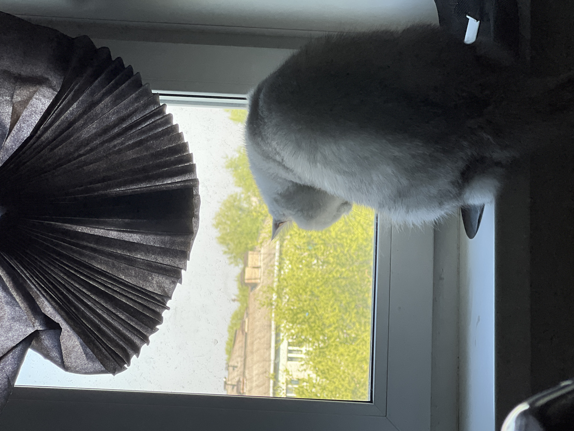 Gray cat observed on windowsill during nighttime hour