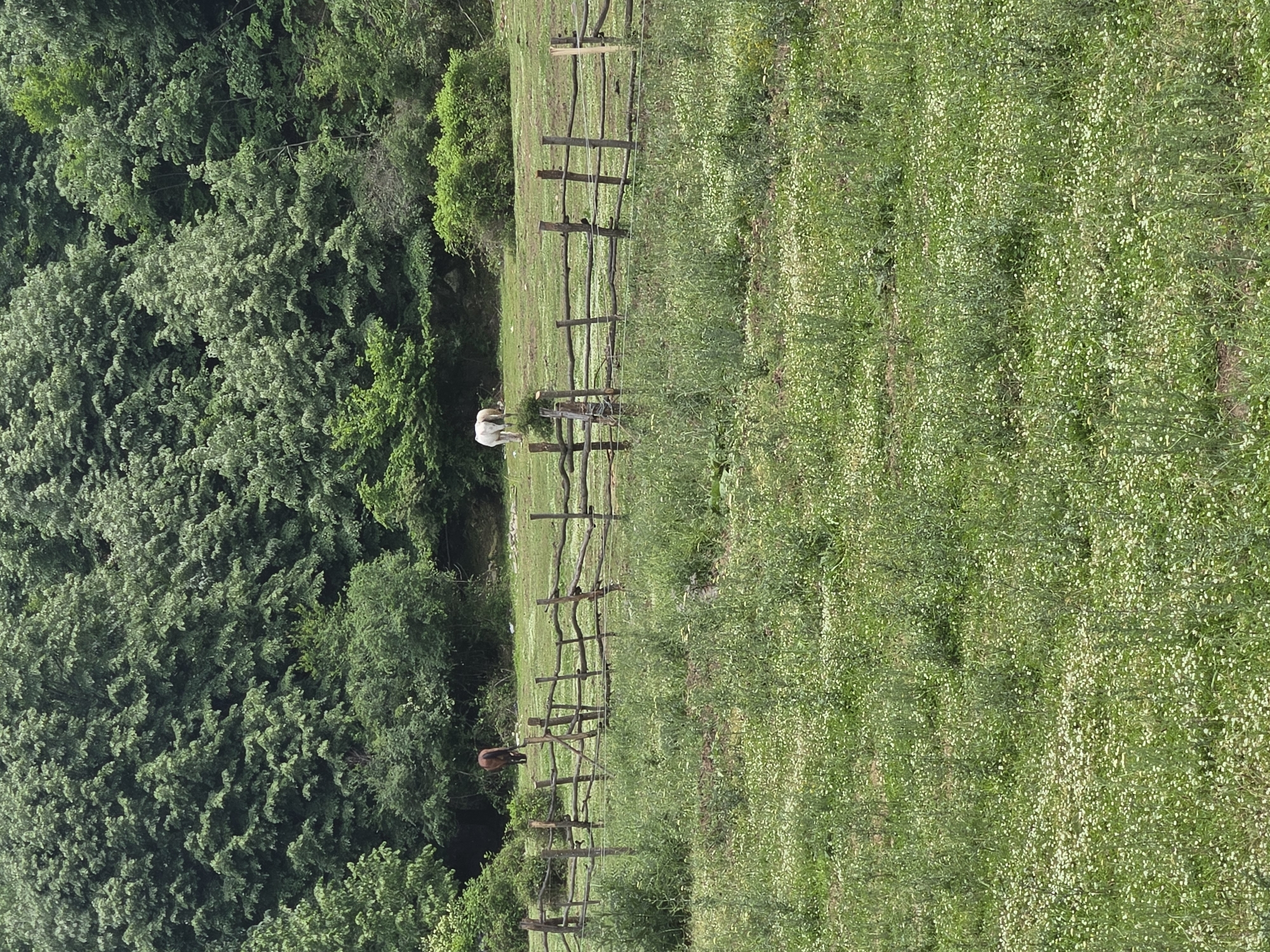 Morning journey through rural Bulgaria documented by single witness