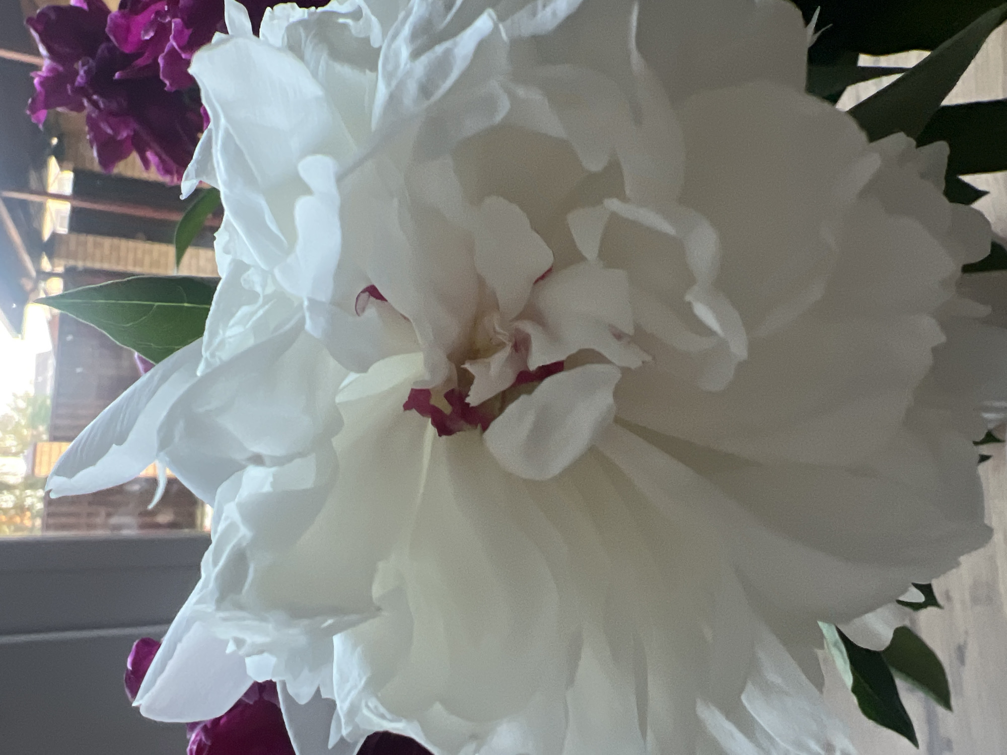 Peonies and garden views in Votkinsk during dramatic evening