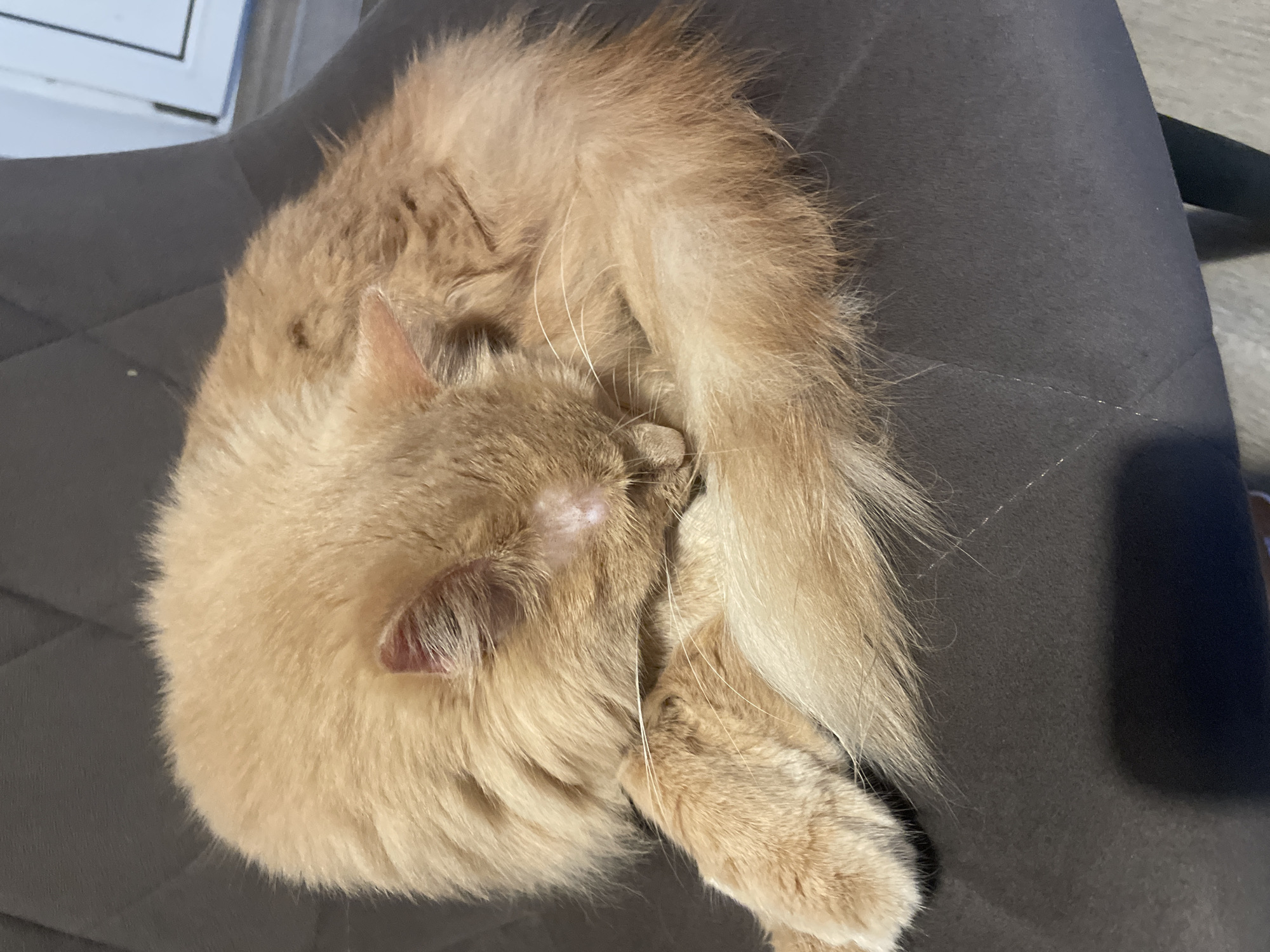 Ginger cat deep in a nap, shot from every angle