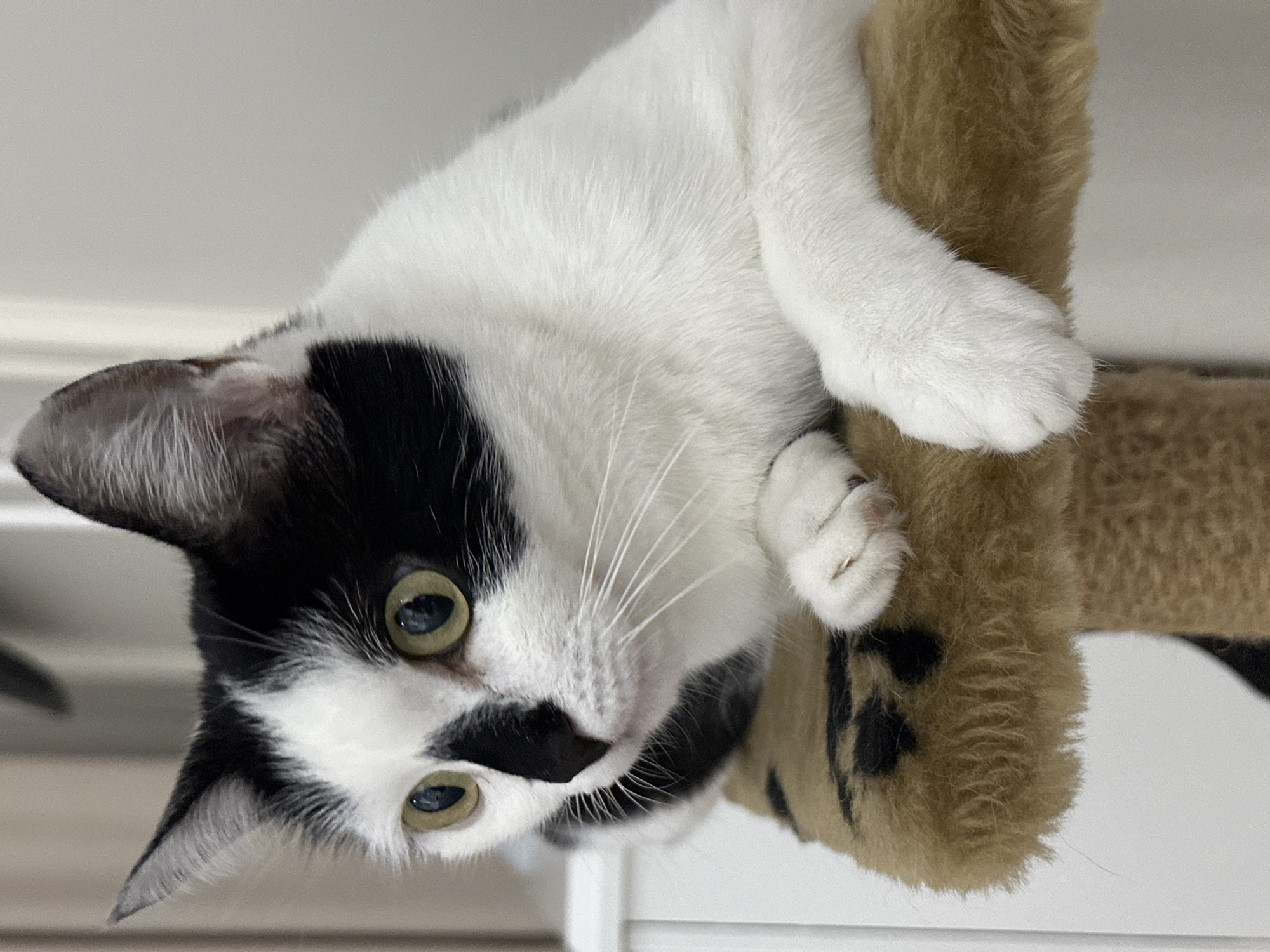 Black and white cat chills on a cat tree in Kokshetau