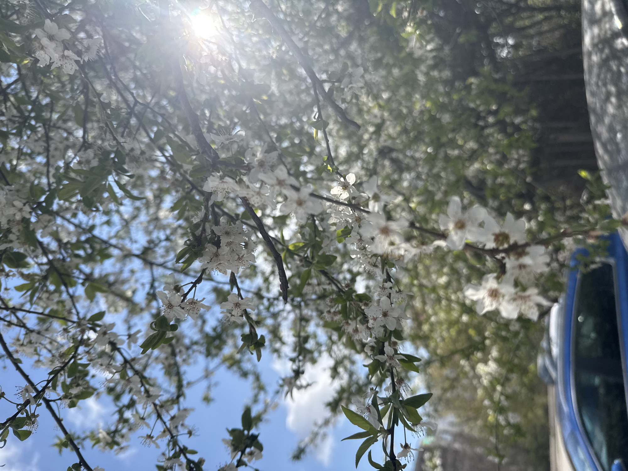 Spring blossoms photographed in morning sunlight in Sofia