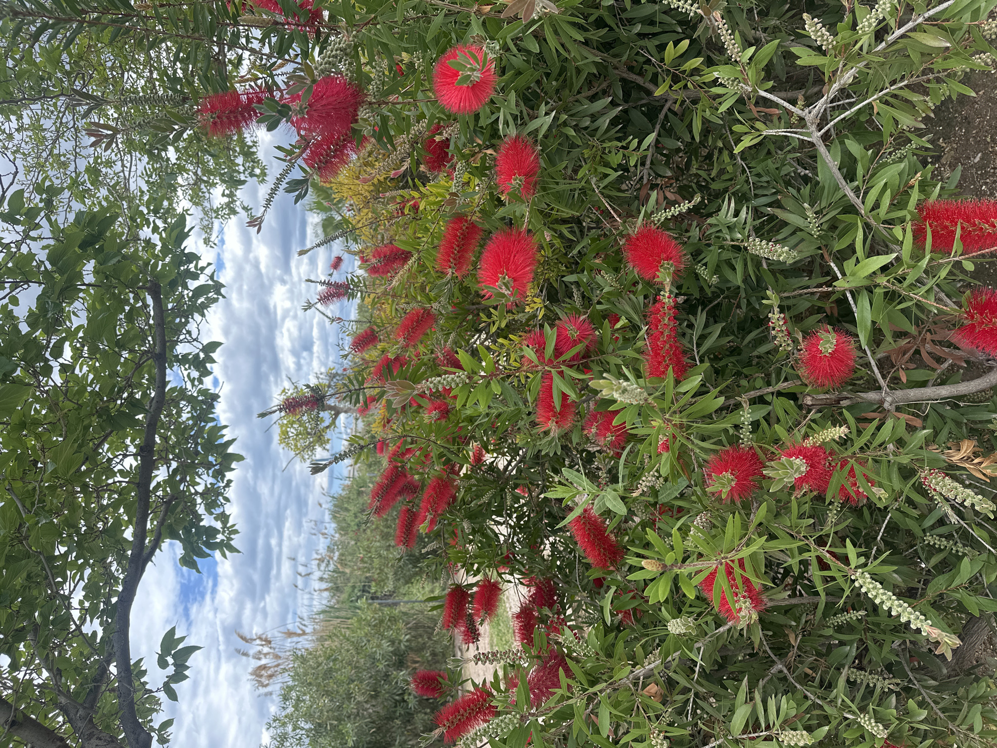 Bottlebrush shrub blooms red flowers in Alicante garden