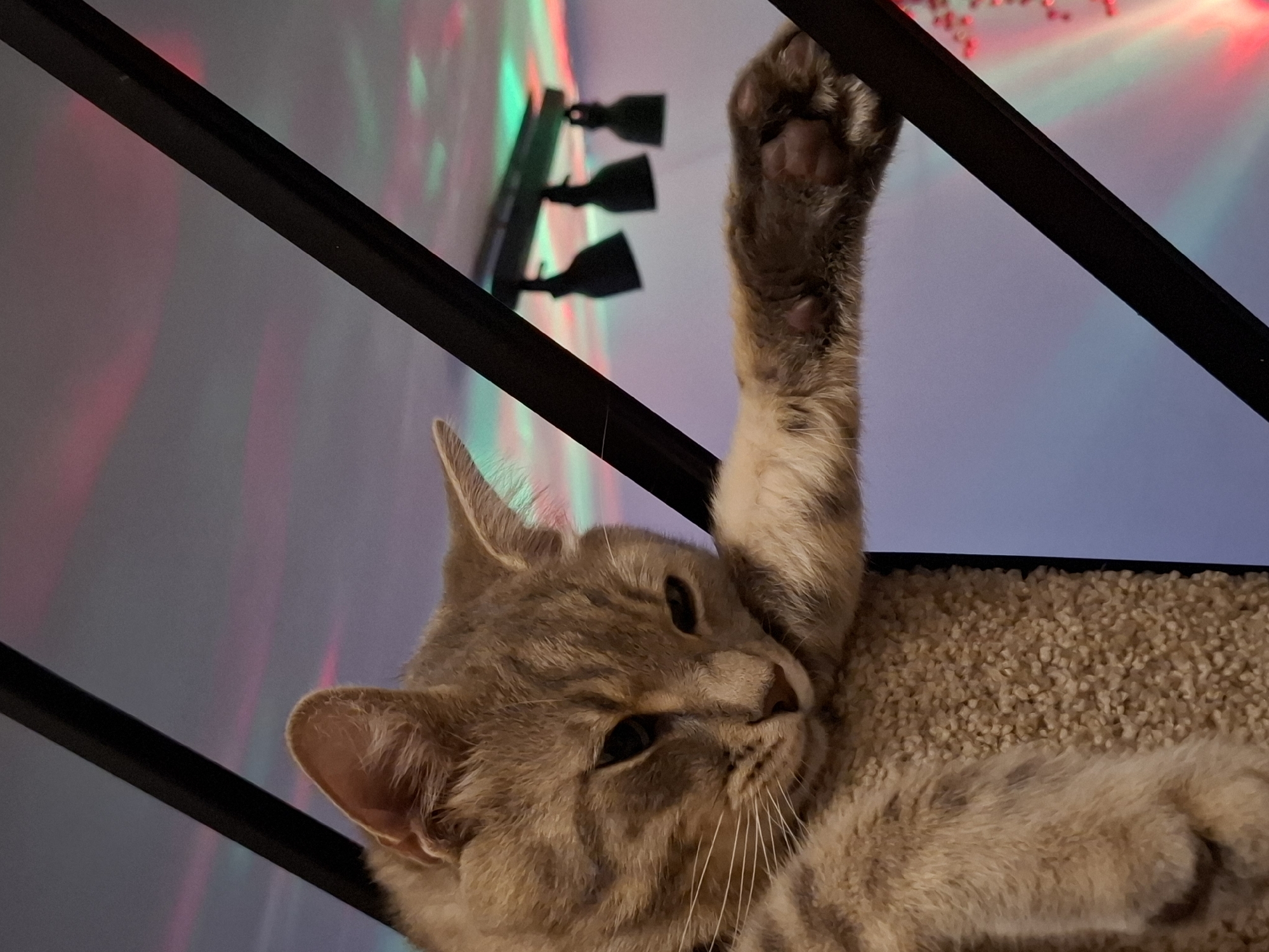 Tabby cat's evening around the house