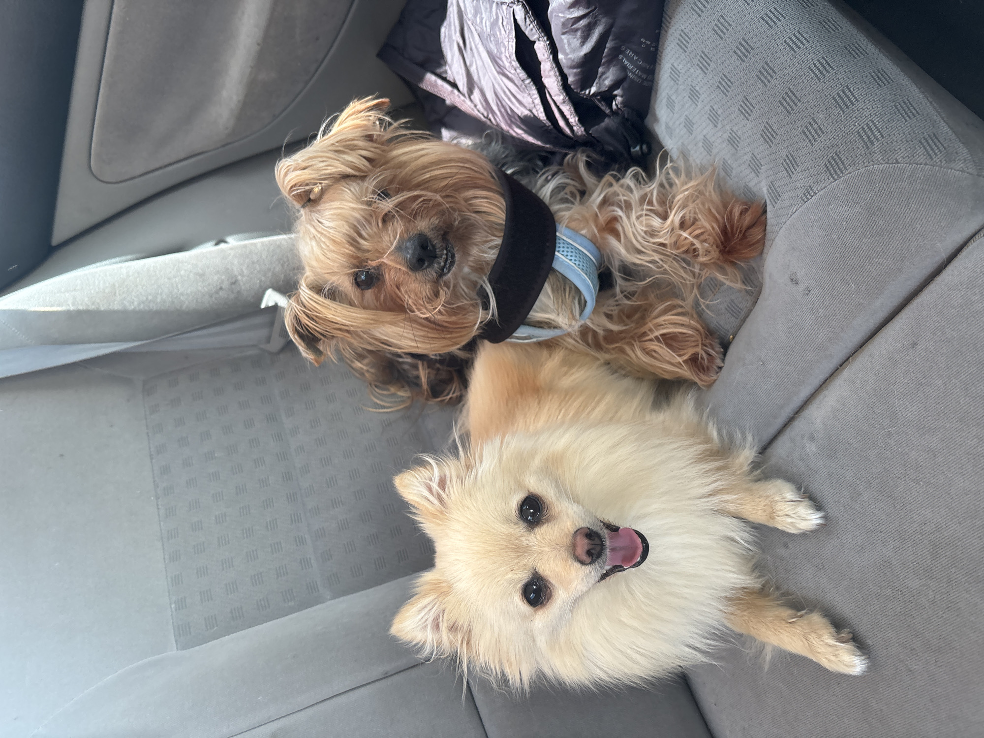 Two small dogs rest in car backseat in Lesnovo