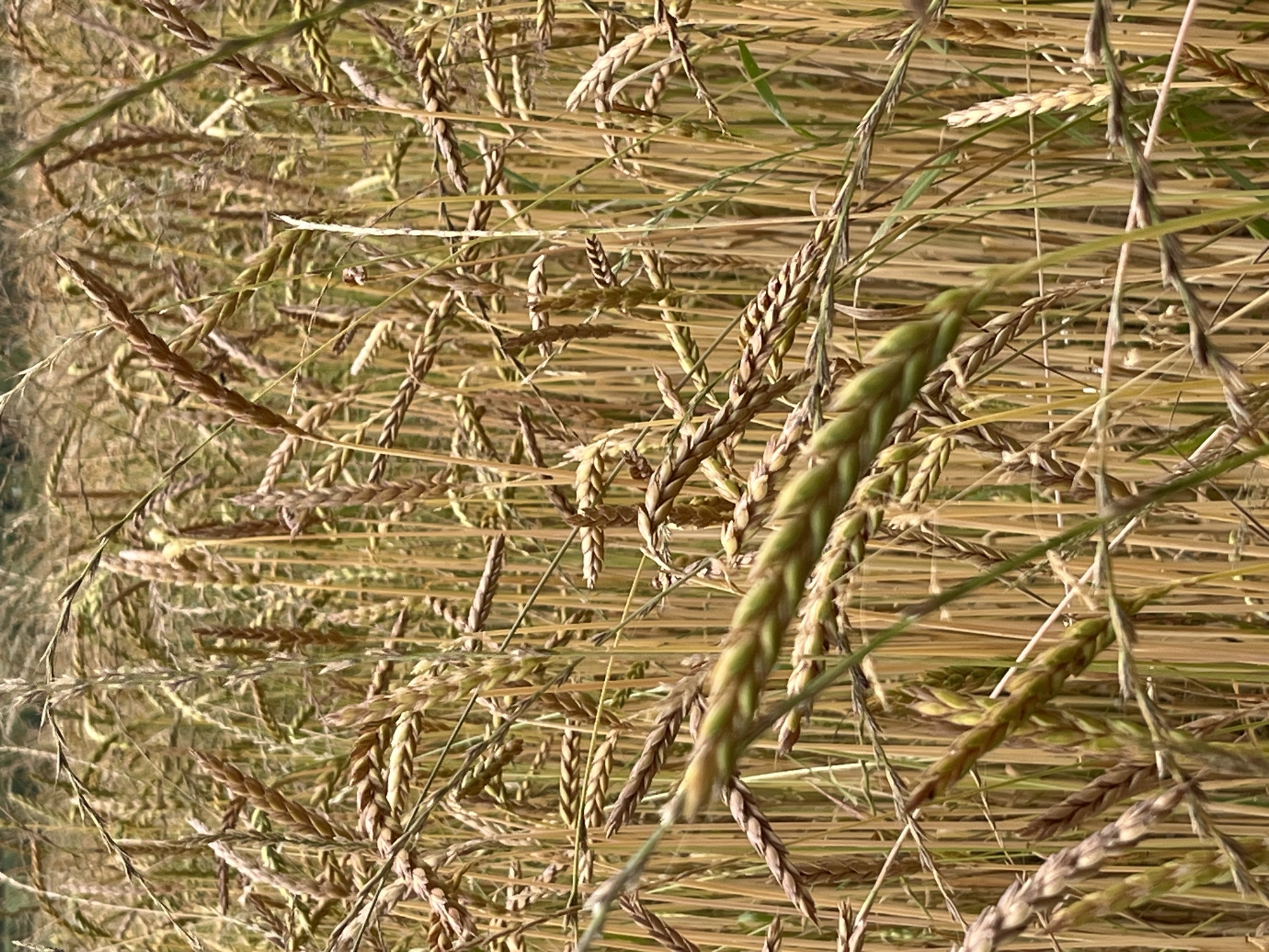 Dog walk through Saint-Vith farmland, fields, and countryside details