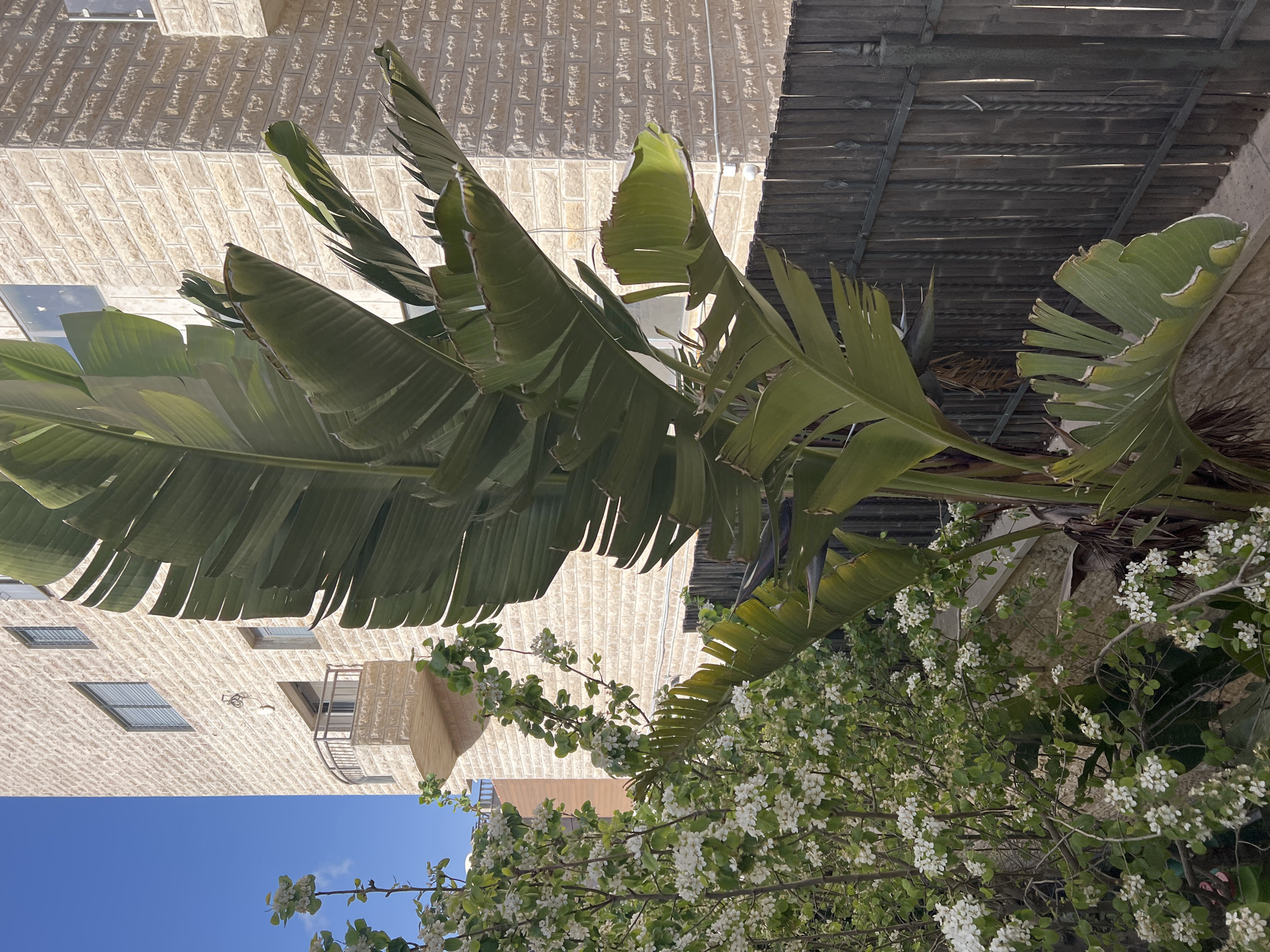 Spring blooms observed in Jerusalem urban landscape