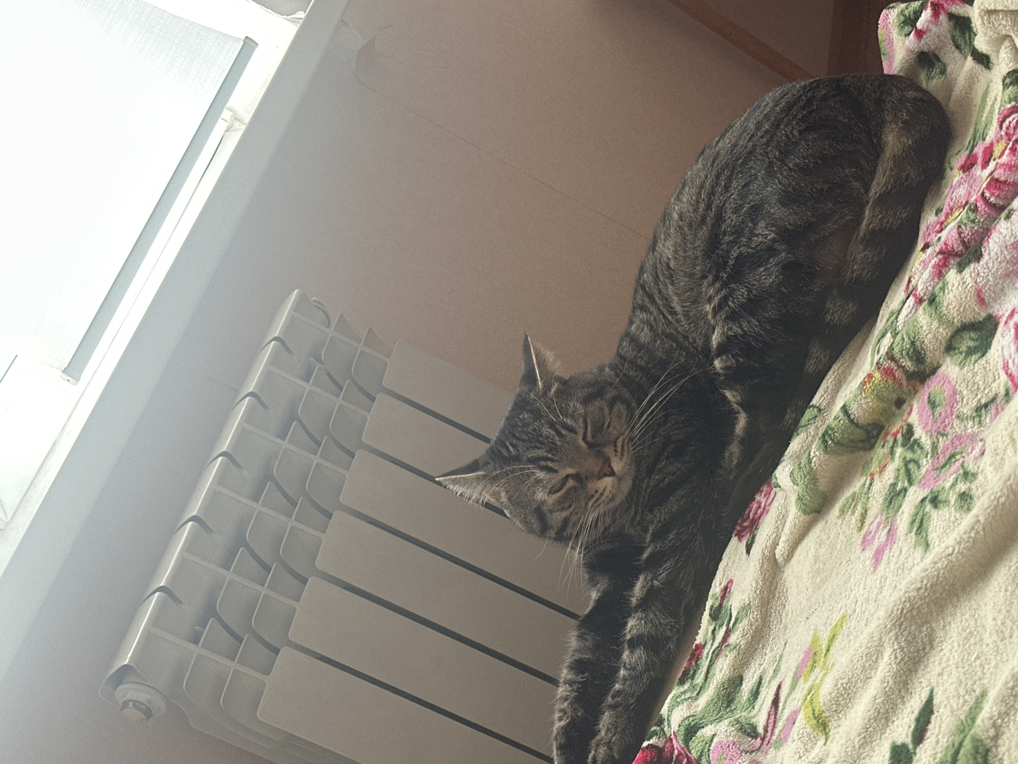 Tabby cat photographed napping on blanket in Stavropol home