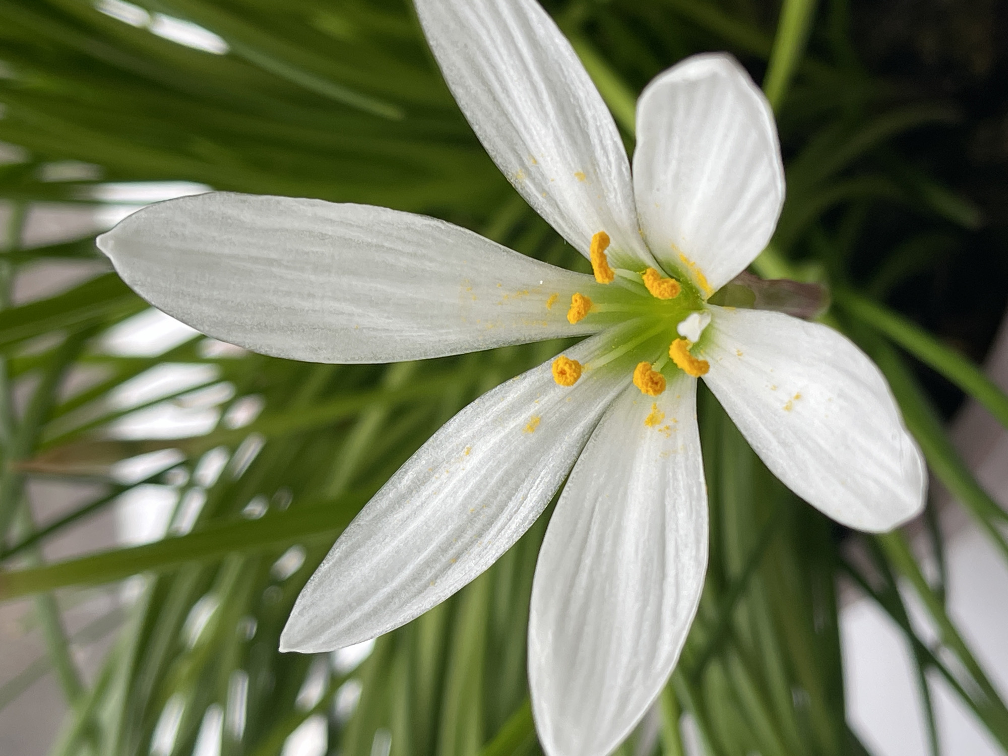 Close-up snapshots of flowers, plants, and home details in Sredny
