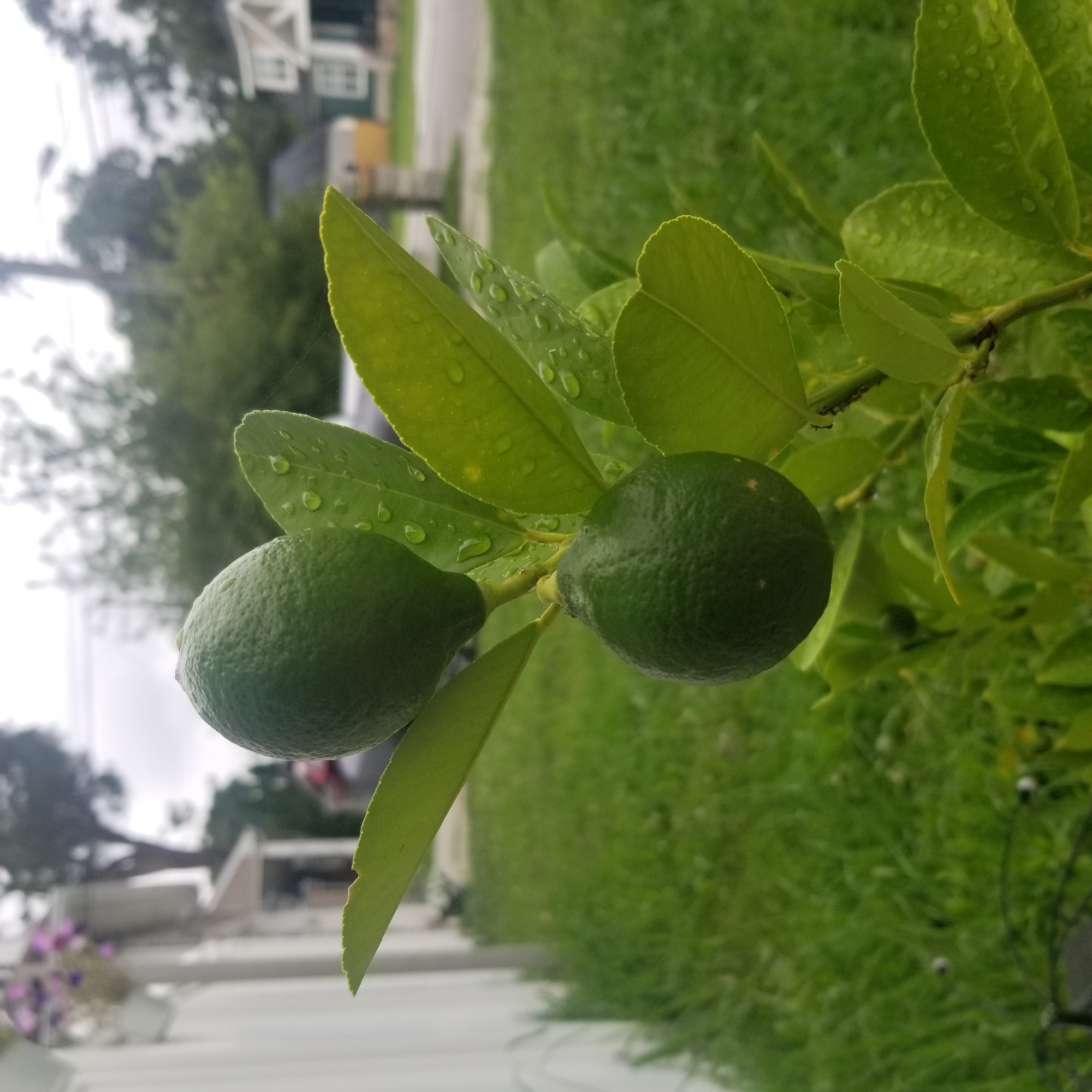 Virginia Beach garden in bloom, water droplets and all