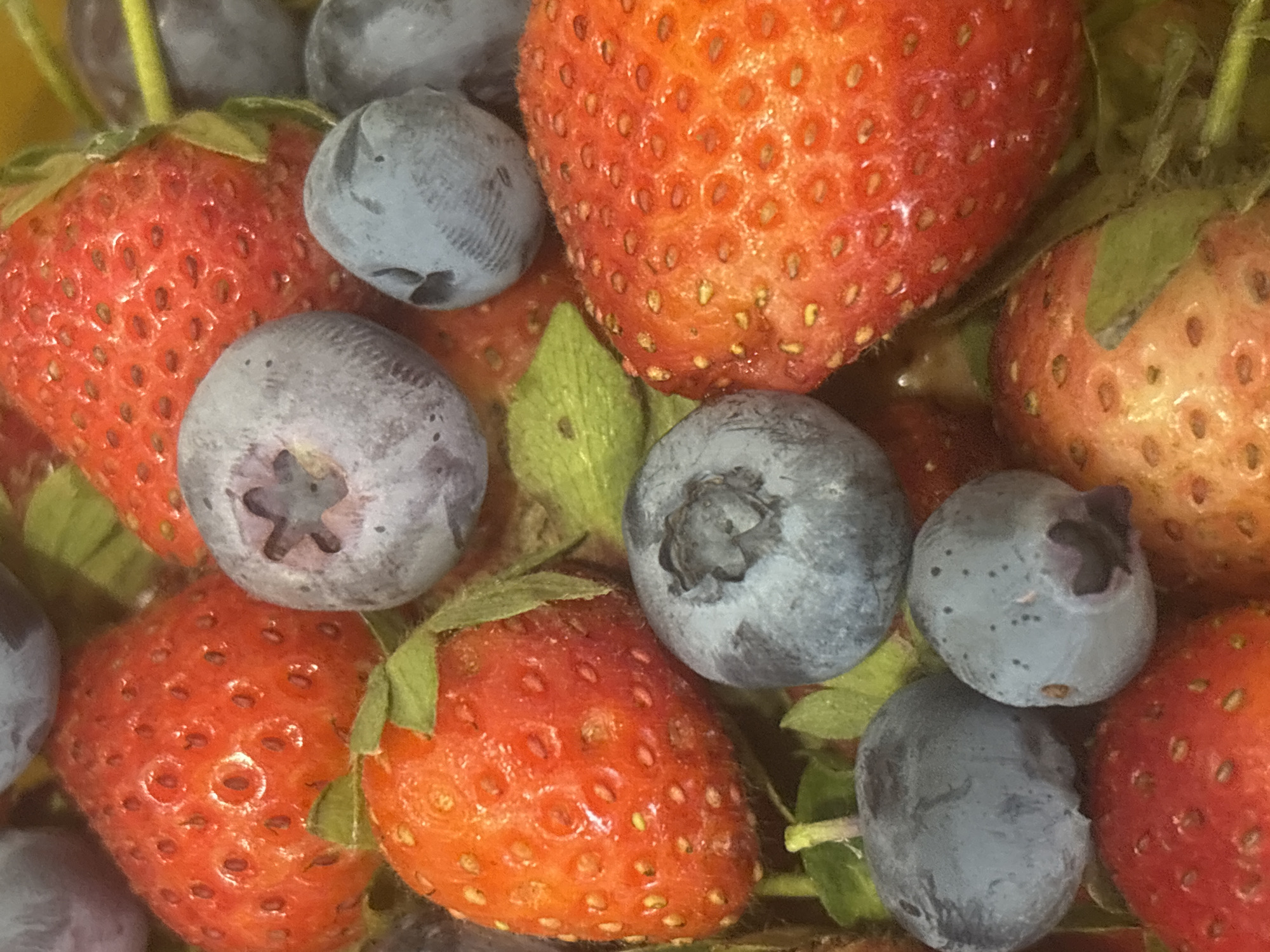 A Burgas garden morning: berries, blooms, birds, and backyard life