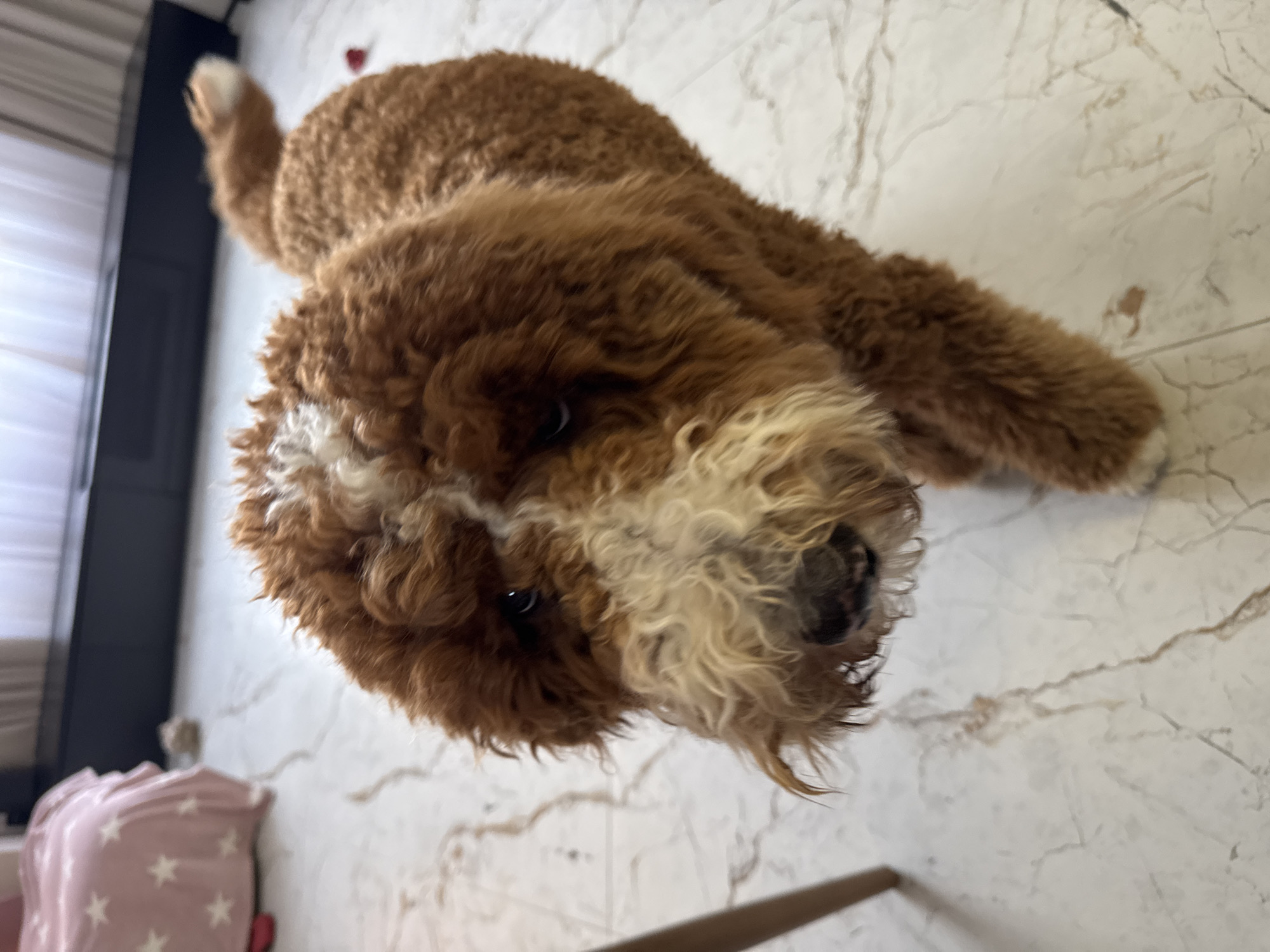 Goldendoodle photographed resting indoors in Kaliningrad, Russia