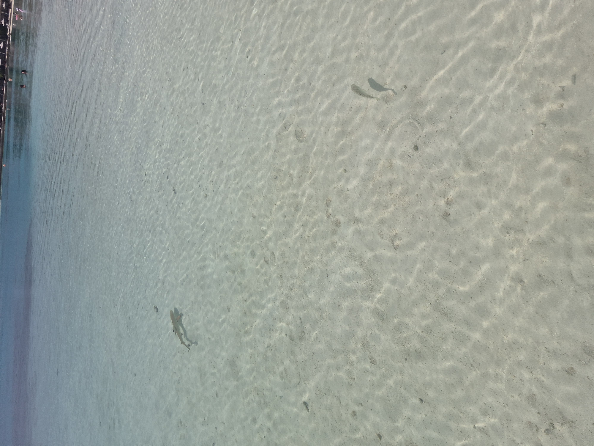 Clear waters and marine life observed off Huraa, Maldives